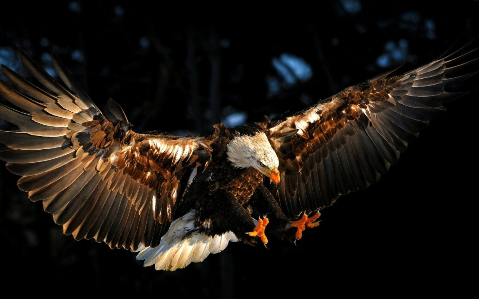 Bearing eagle wallpaper, Majestic creature, Striking visuals, Powerful predator, 1920x1200 HD Desktop