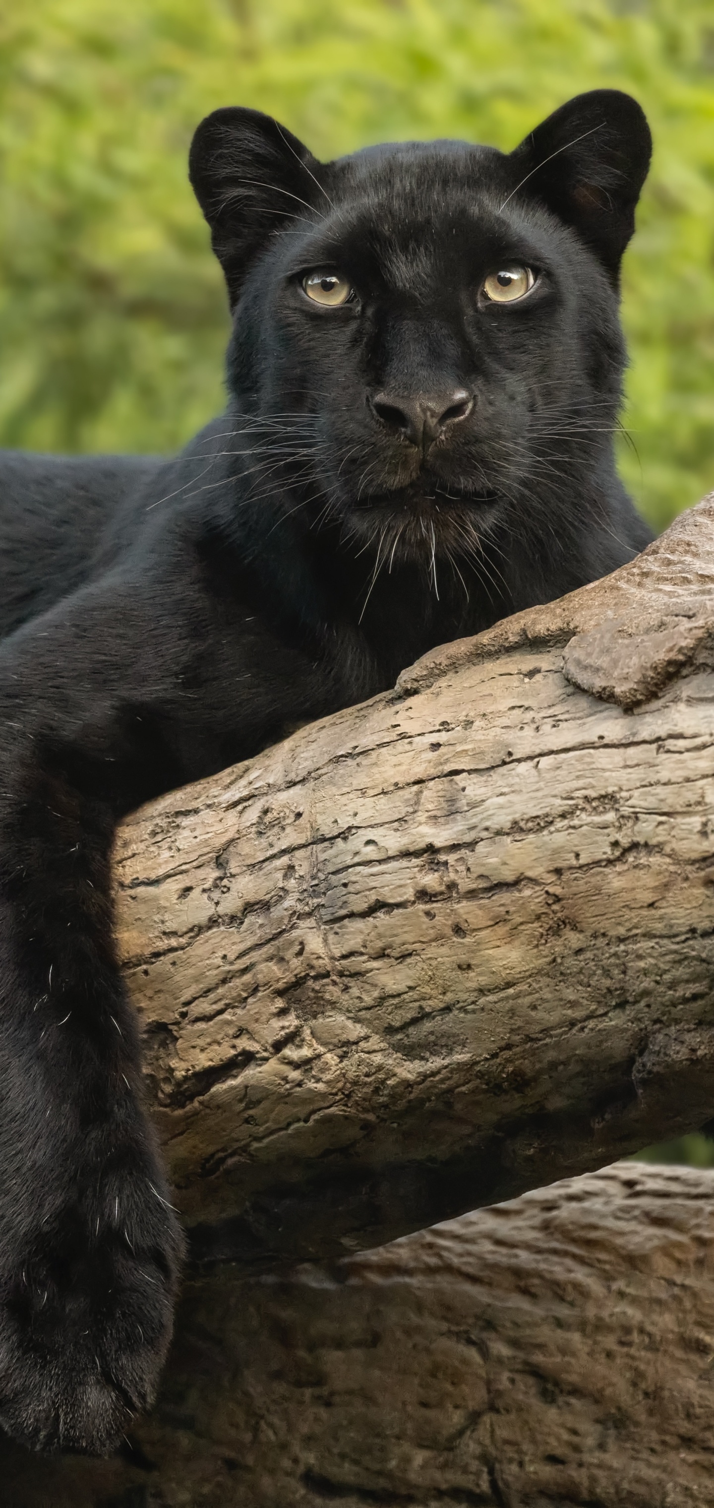 Stunning black panther, Animal kingdom beauty, Nature's masterpiece, Elegant predator, 1440x3040 HD Phone