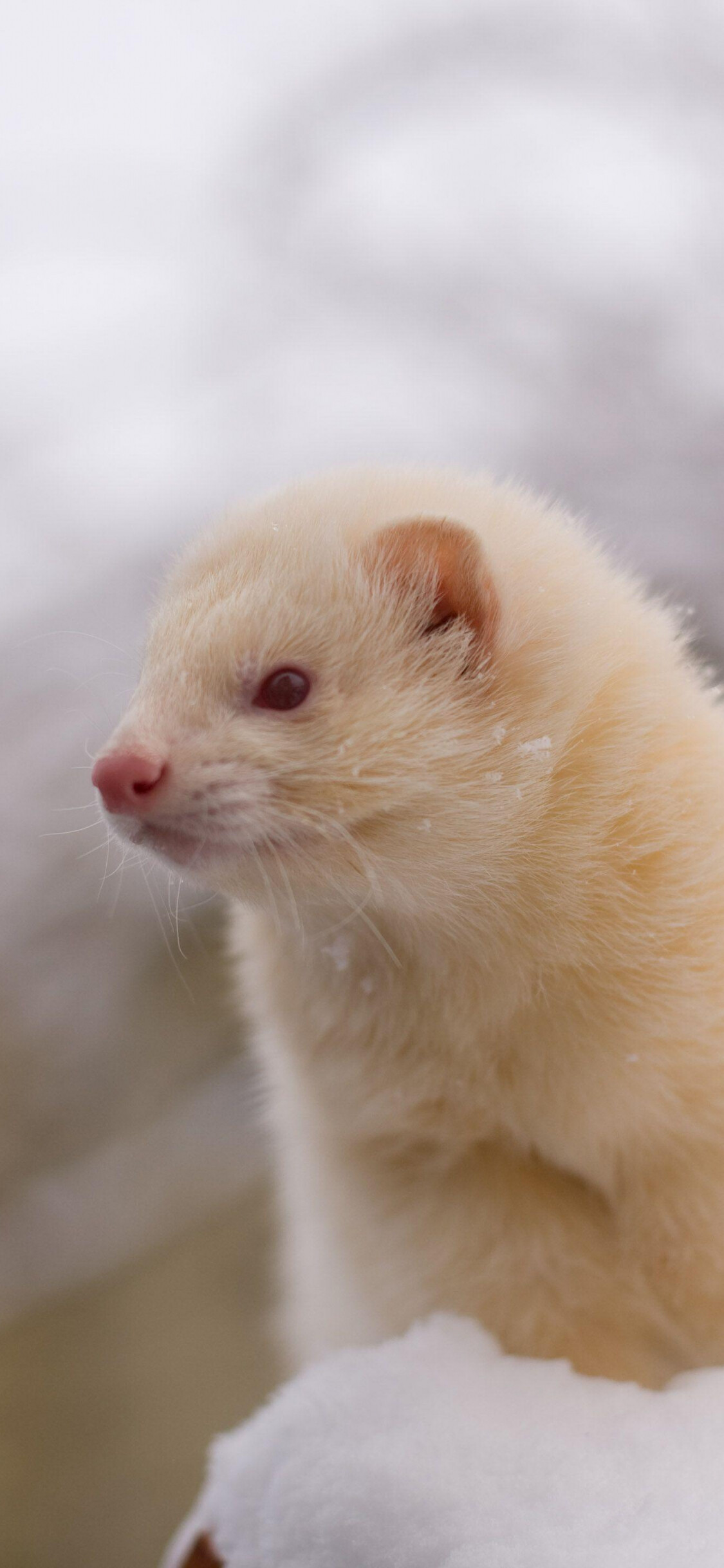 Free download ferret wallpapers, Desktop variety, Black-footed ferret, Cute and fluffy, 1130x2440 HD Phone