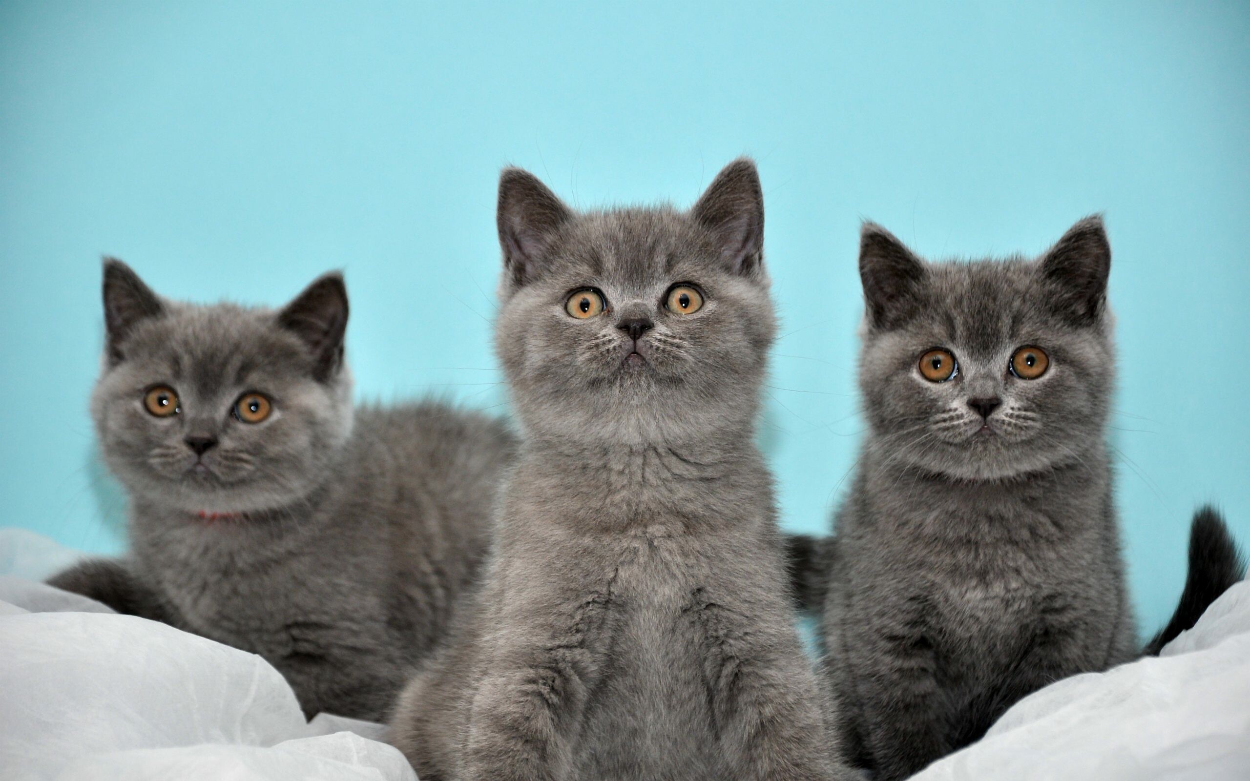 Siblings, British Shorthair Wallpaper, 2560x1600 HD Desktop