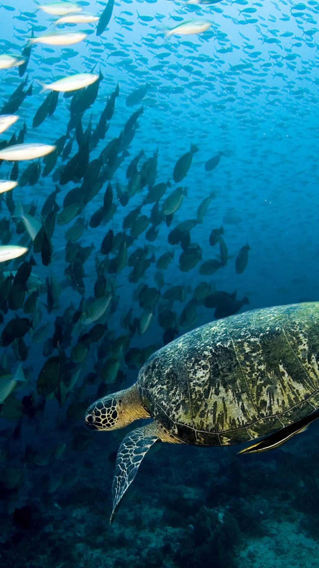 Turtle, Underwater swim, Fish sea ocean, Sony Xperia, Samsung Galaxy, 1080x1920 Full HD Phone