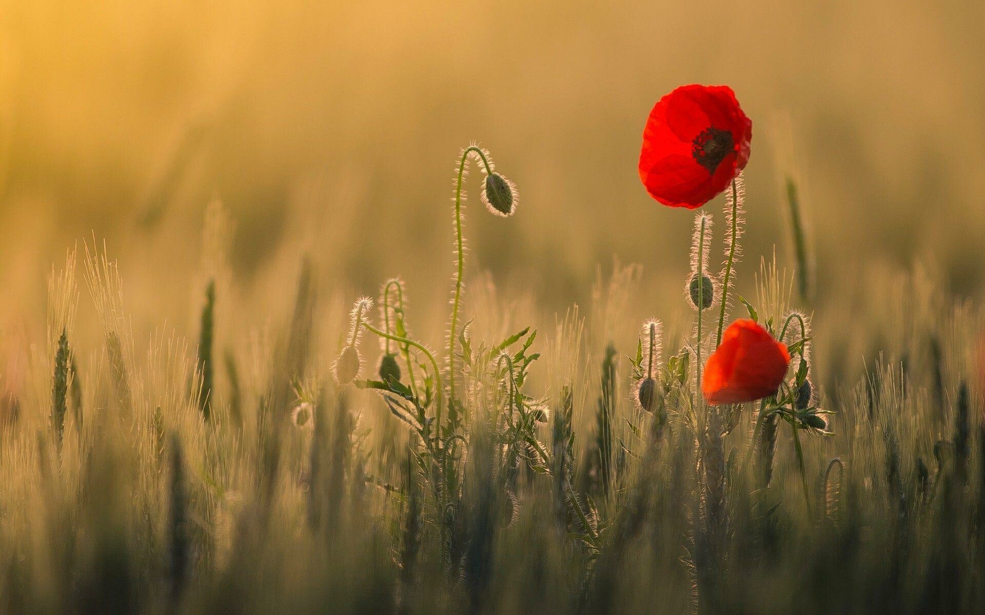 Poppy flower elegance, Vibrant floral beauty, Blooming red blossoms, Nature's breathtaking sight, 1920x1200 HD Desktop