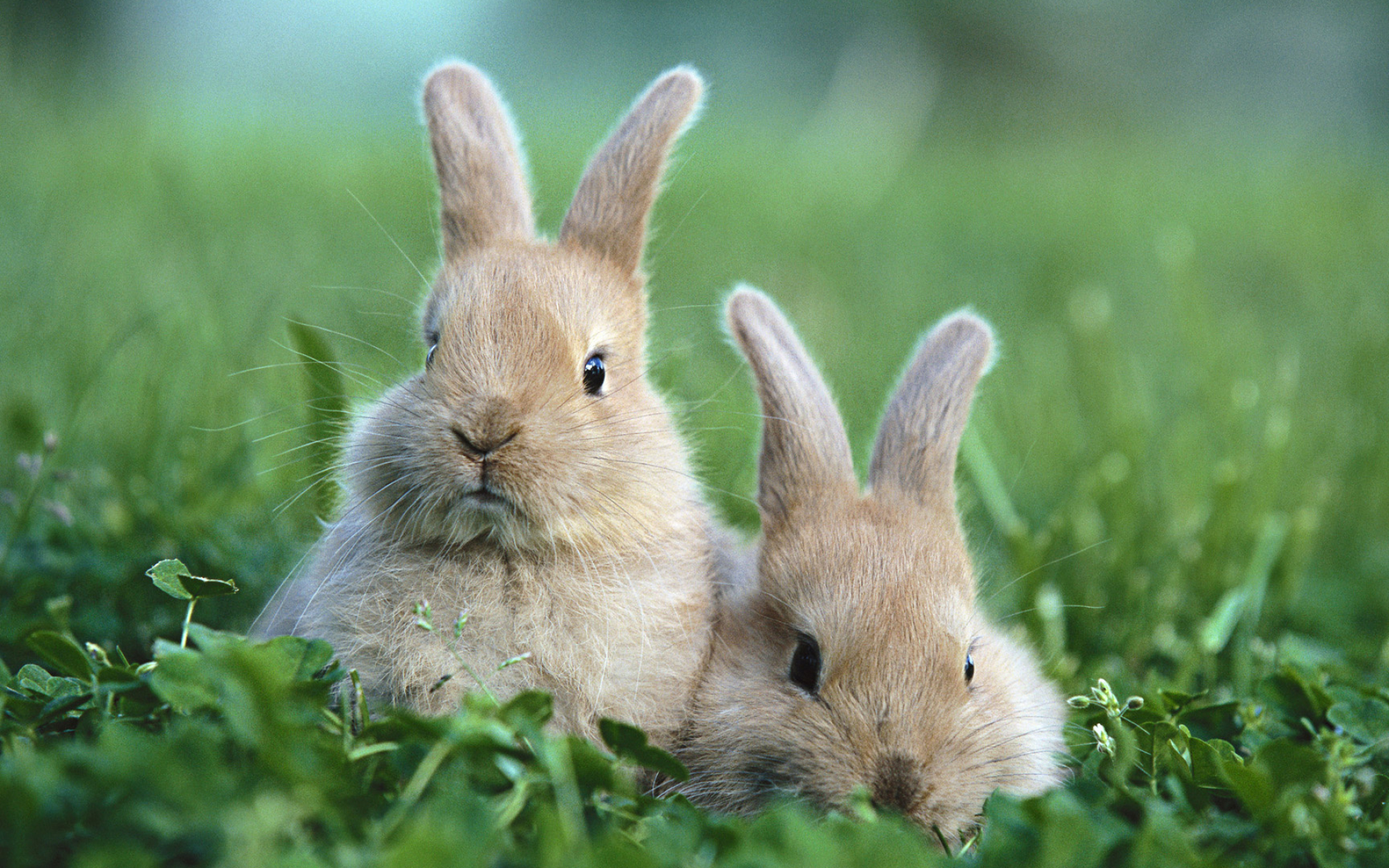 Baby bunny, Wallpaper delight, Adorable creatures, Bunny love, 1920x1200 HD Desktop