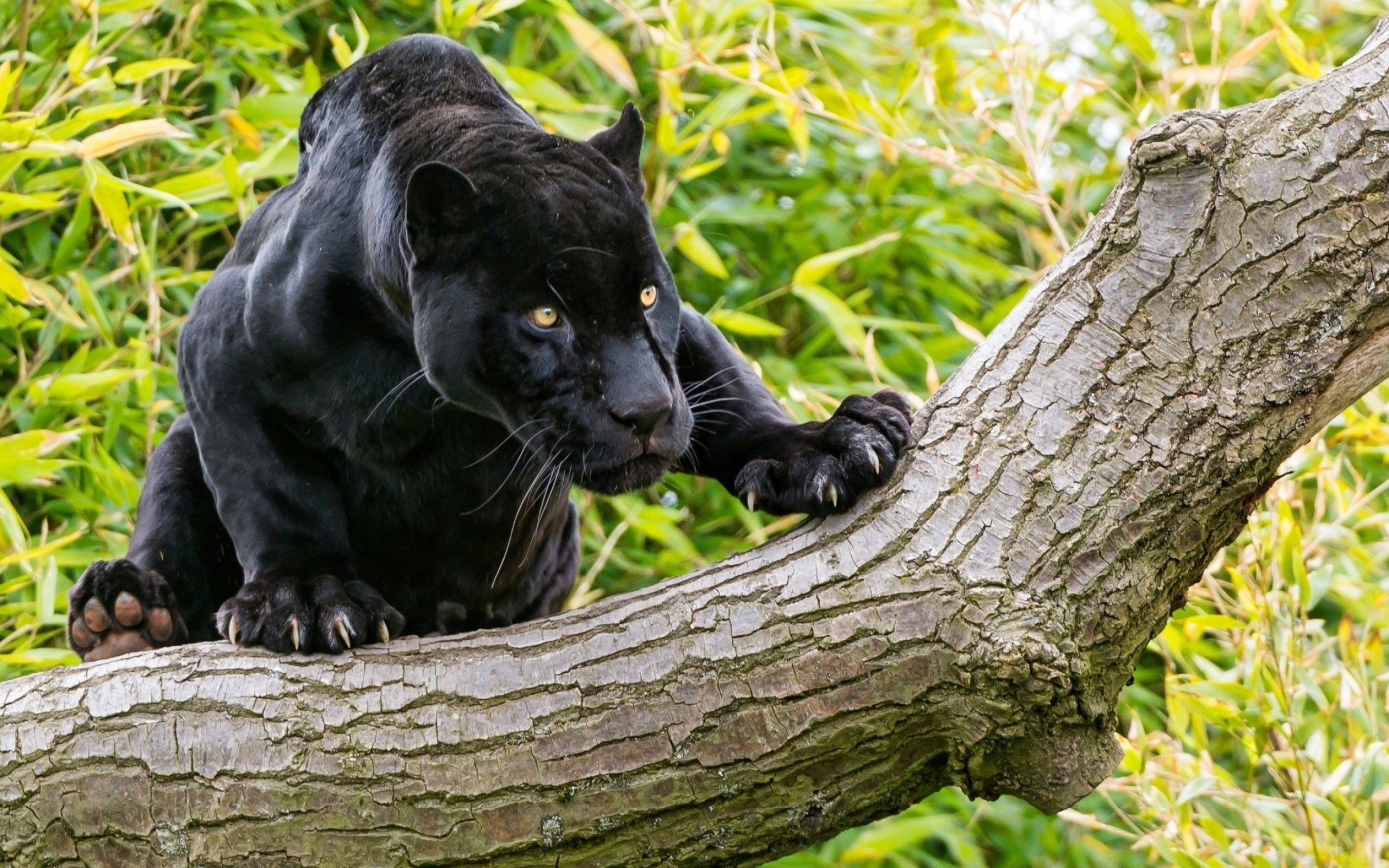 Black Panther, Animal, Desktop, Wallpaper, 2560x1600 HD Desktop