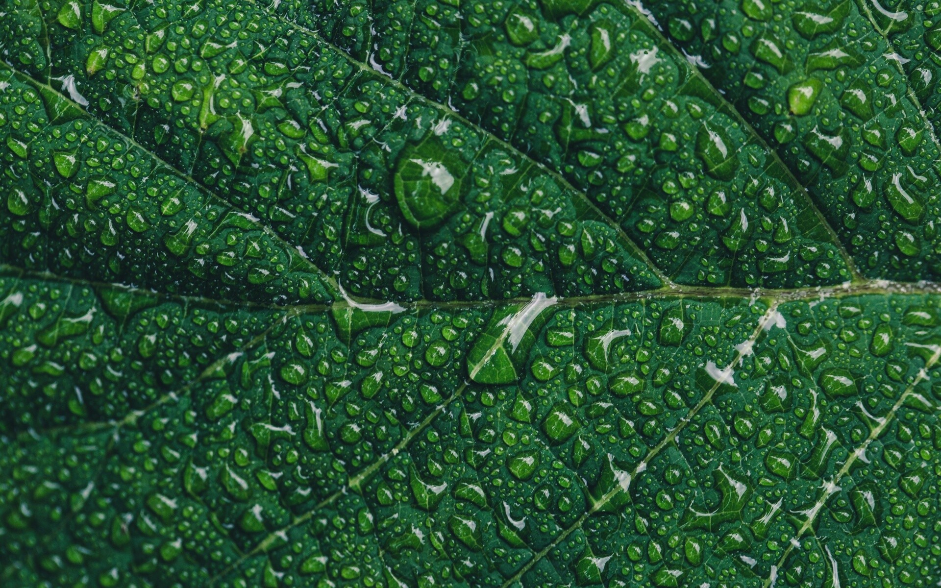 Green leaf wallpaper, 4K resolution, Water drops, Macro nature, 1920x1200 HD Desktop