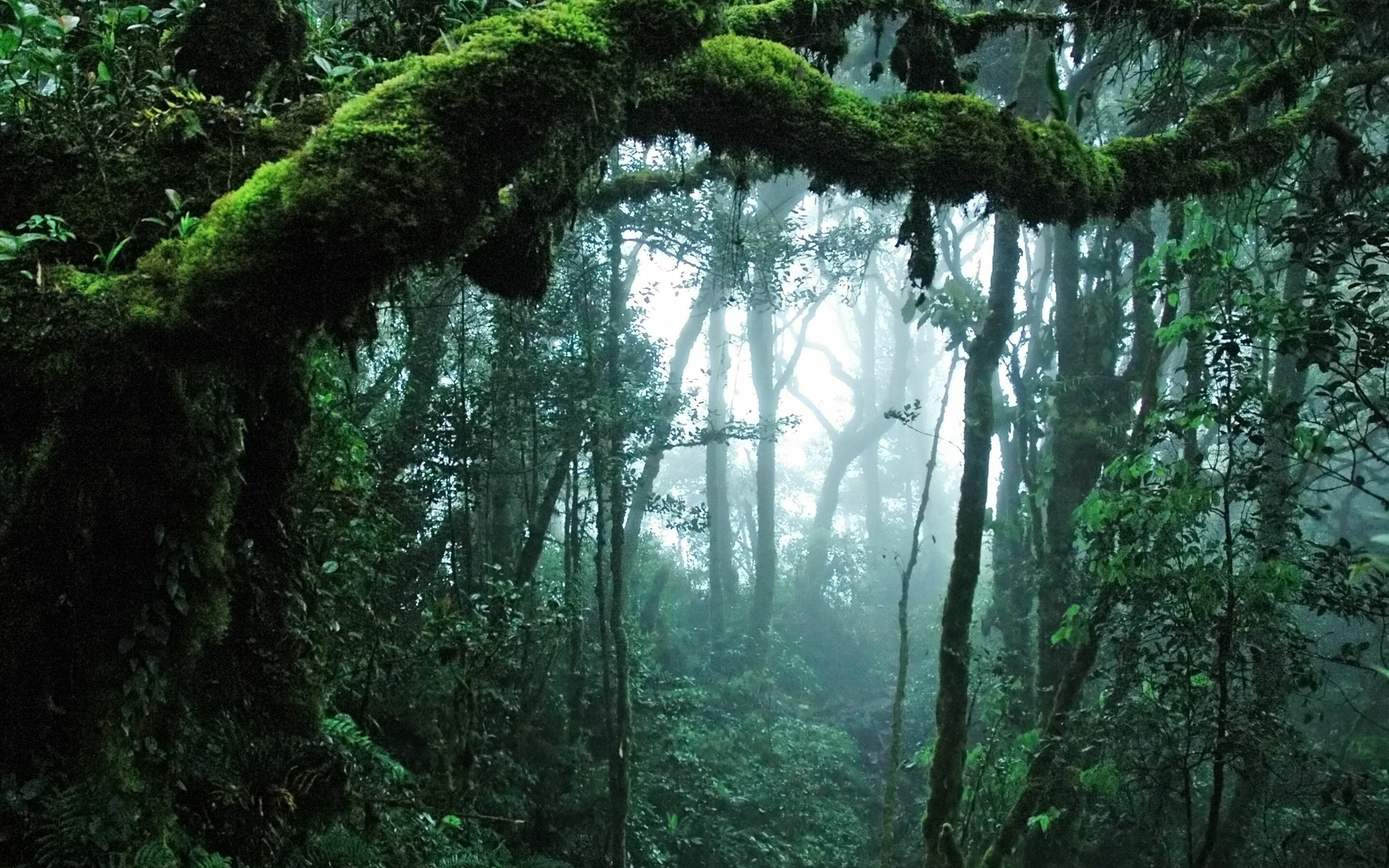 Lush greenery, Dense jungle, Cloudy canvas, Tropical paradise, 2880x1800 HD Desktop