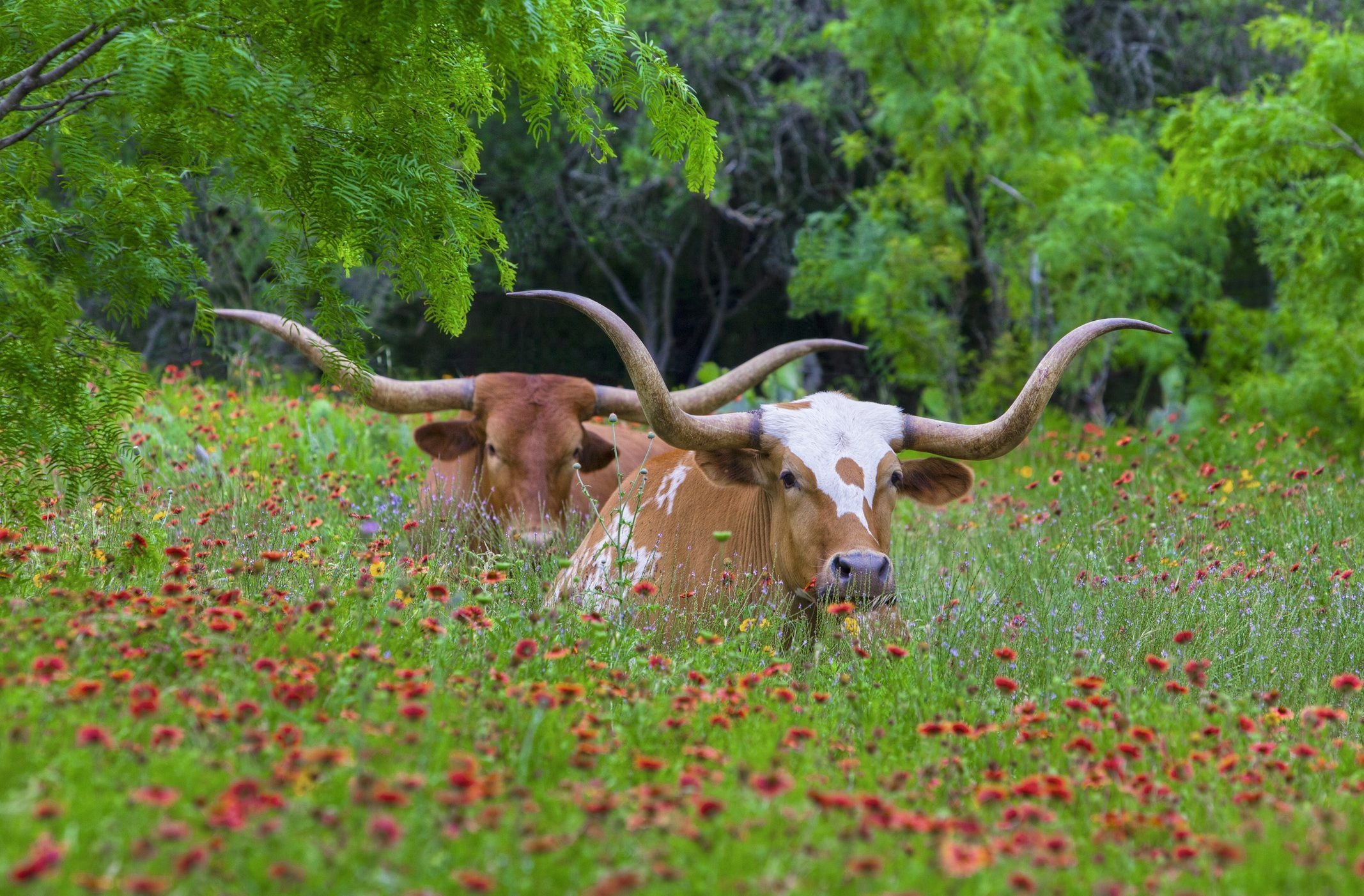 Texas Hill Country, Community resilience, Hill Country Alliance, 2140x1410 HD Desktop