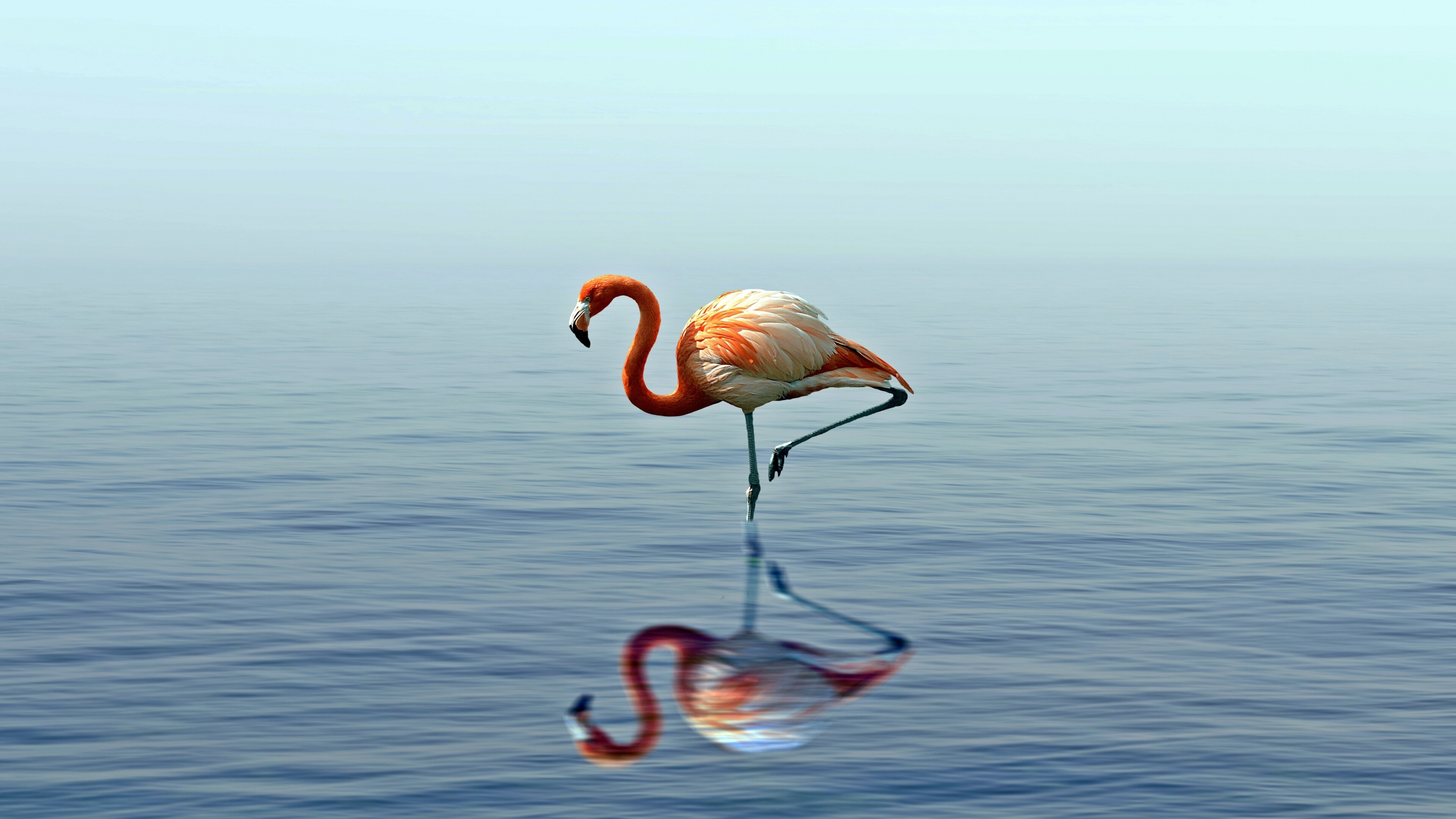 Flamingo reflection in lake, 4K wallpaper, Tranquil beauty, Nature's masterpiece, 3840x2160 4K Desktop