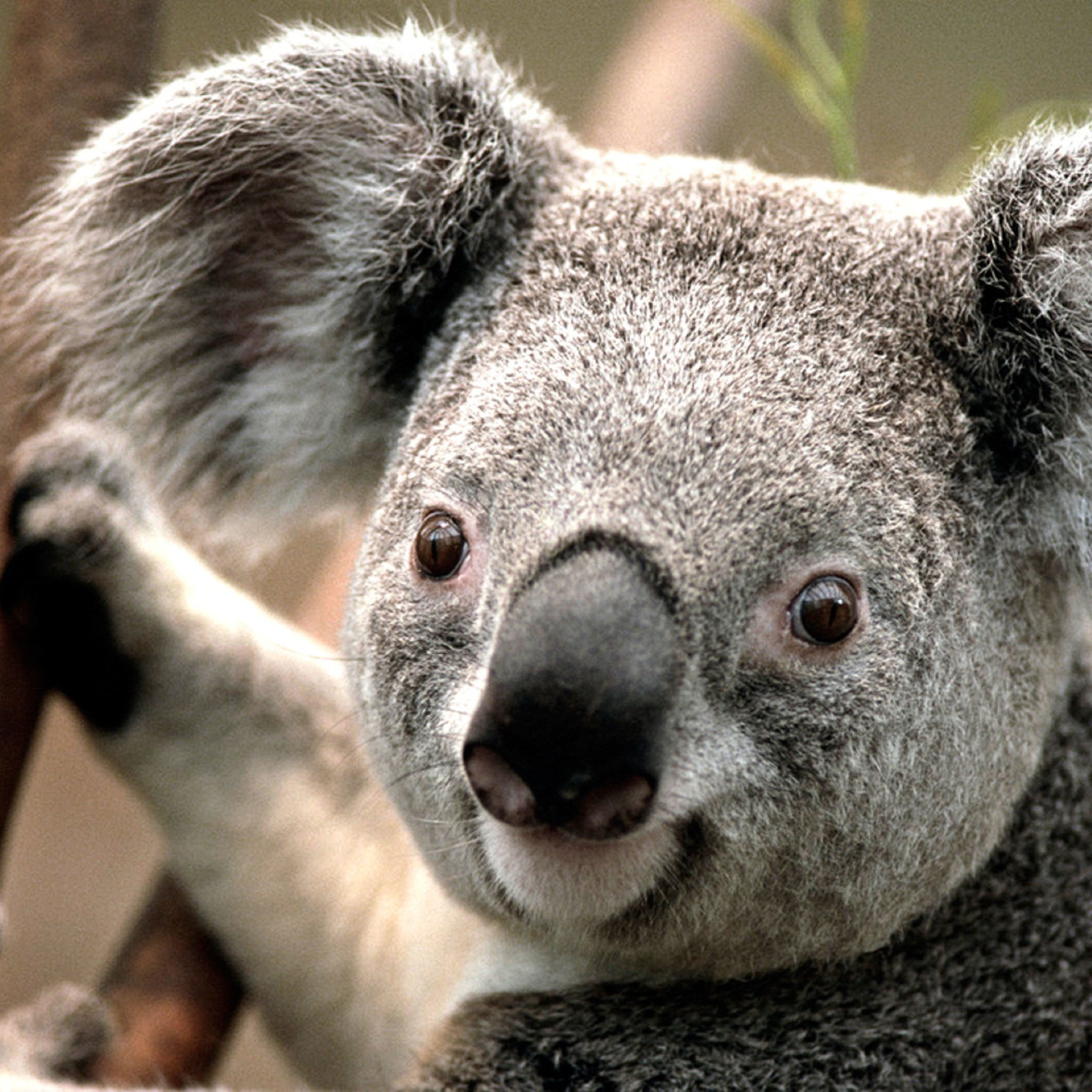 Close-up, Koalas Wallpaper, 2050x2050 HD Phone