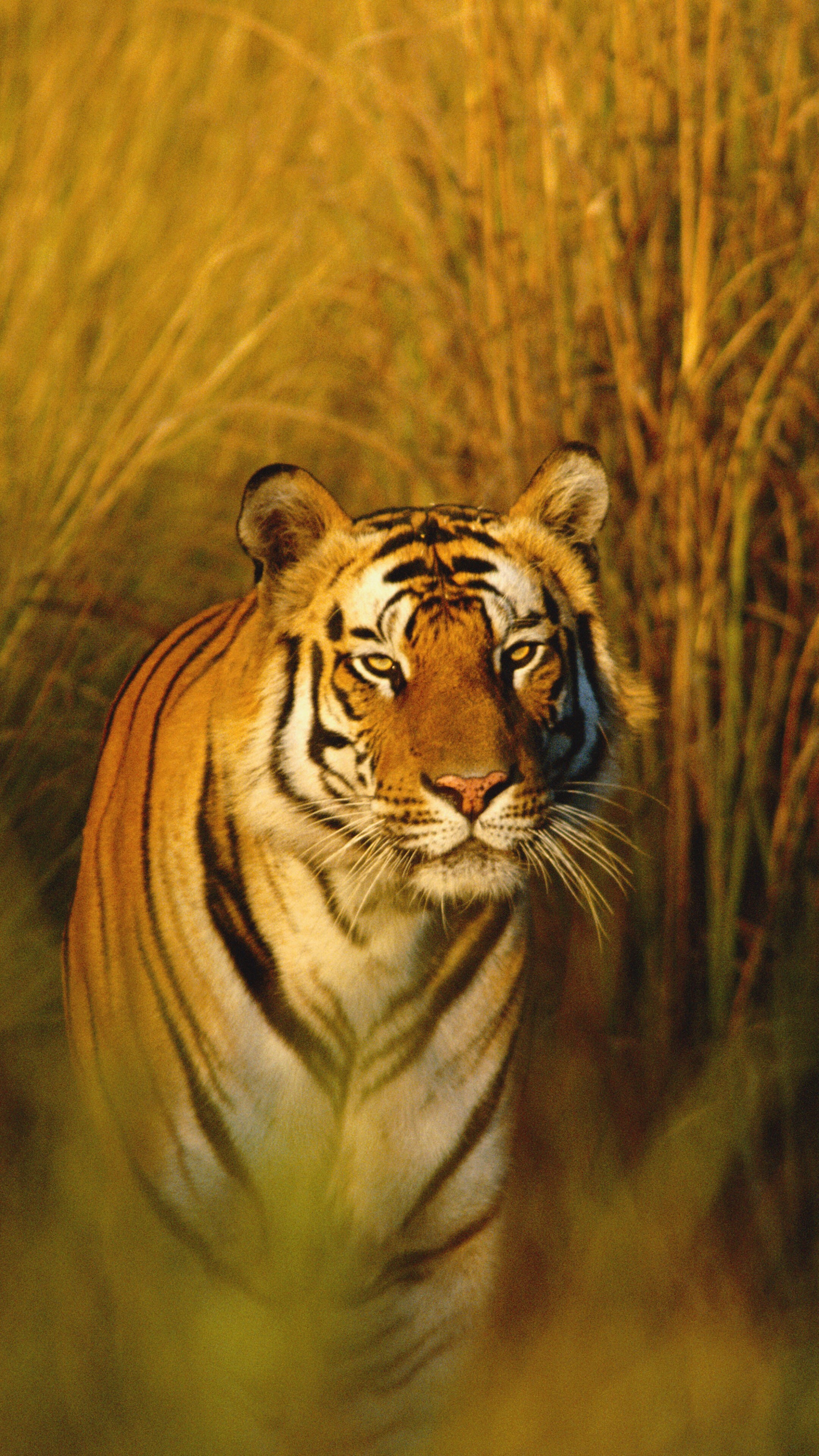 Bengal tiger, National Geographic Wallpaper, 2160x3840 4K Phone