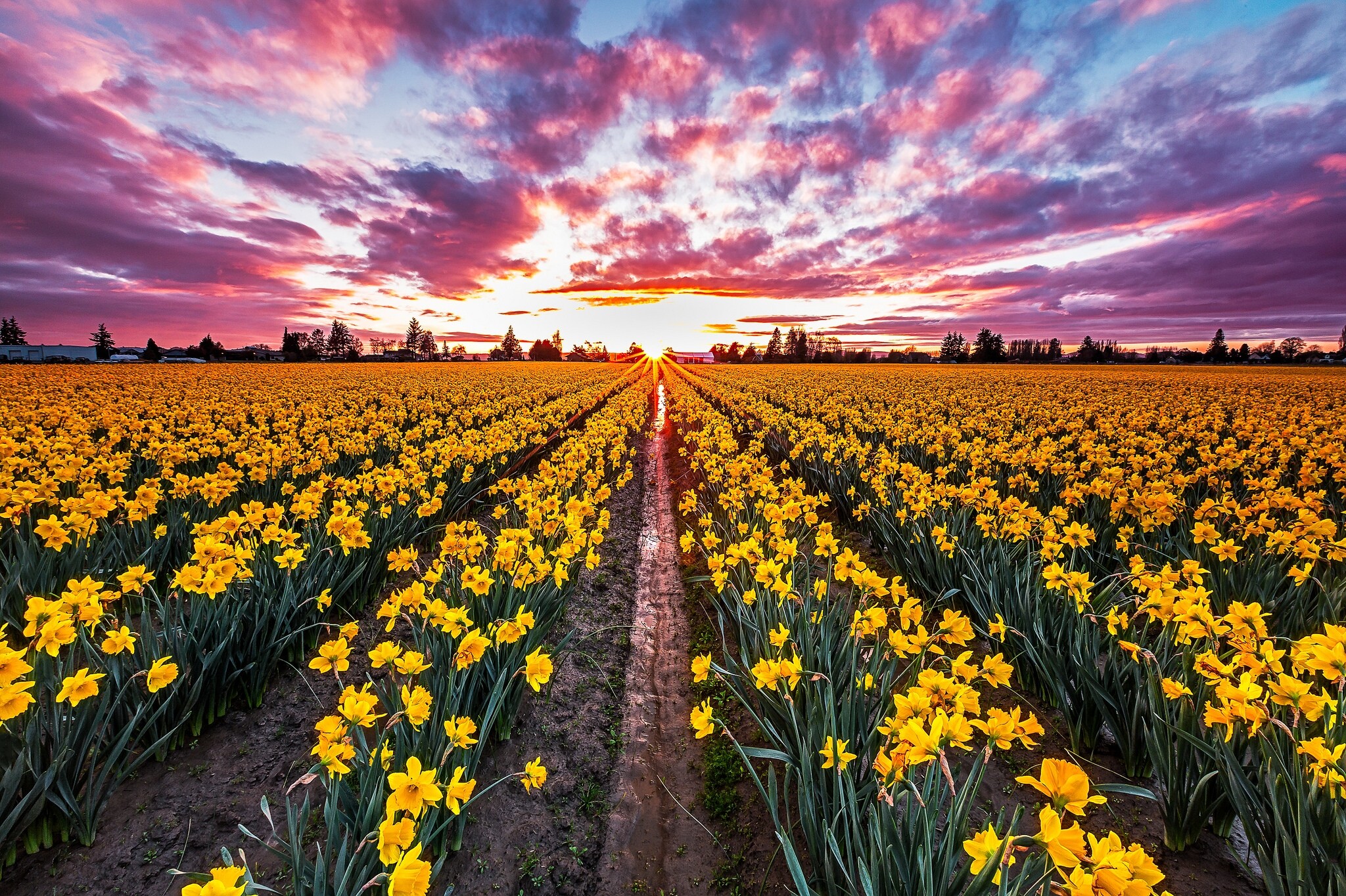 Sunset, Daffodils Wallpaper, 2050x1370 HD Desktop