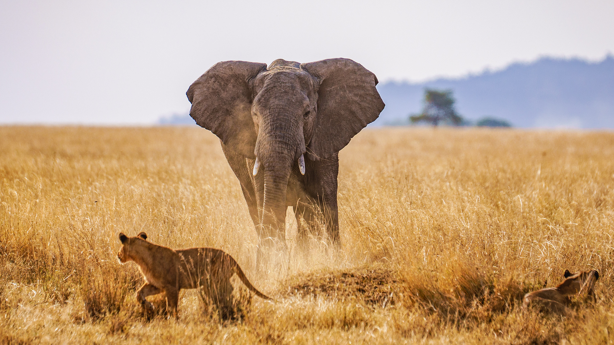 Serengeti National Park, Inspiring safari photos, Tanzania travel, Wildlife conservation, 2000x1130 HD Desktop