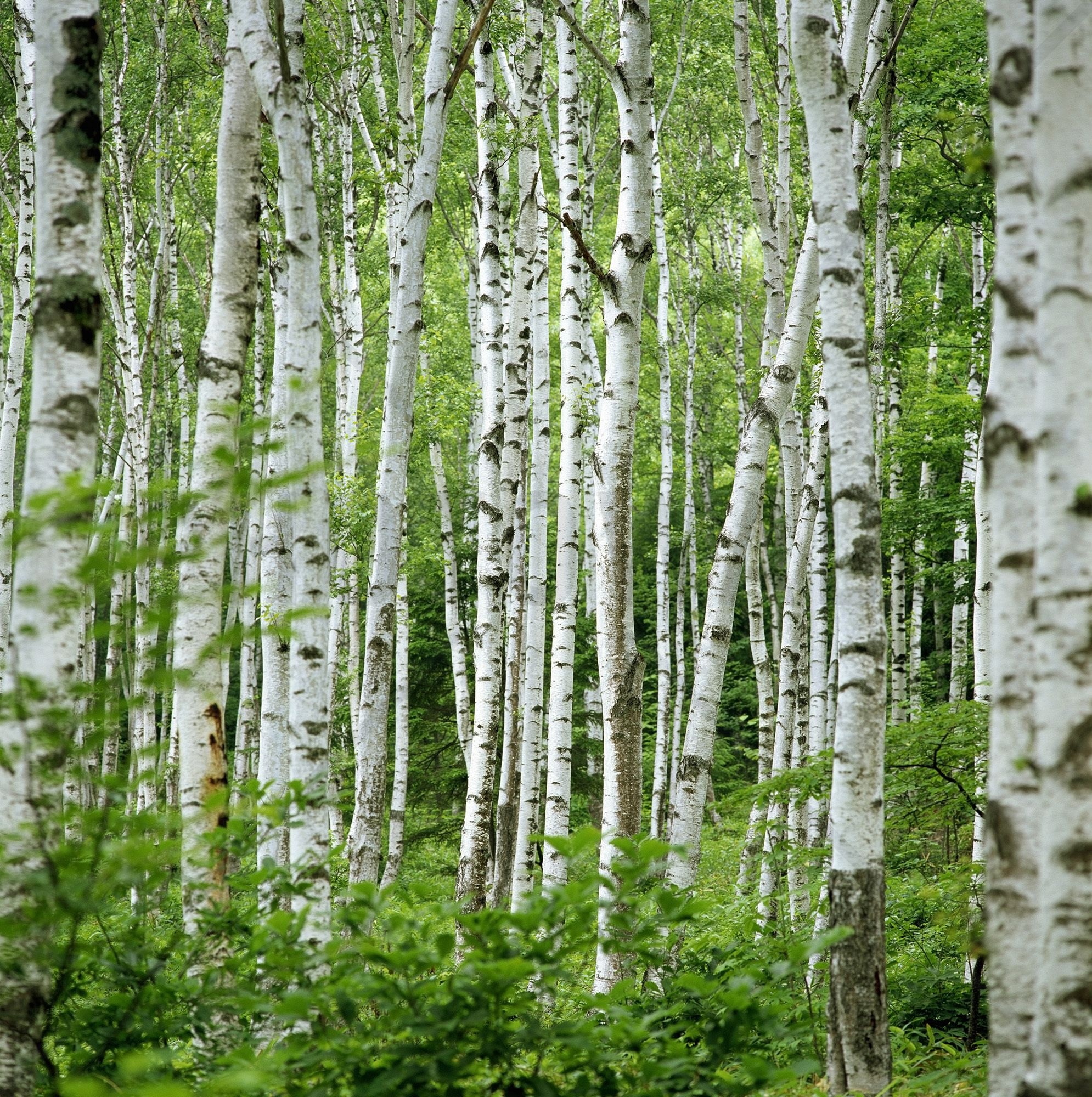 Birch tree mural, Popular wall mural, Birch tree wallpaper, Tree wall murals, 1990x2000 HD Phone