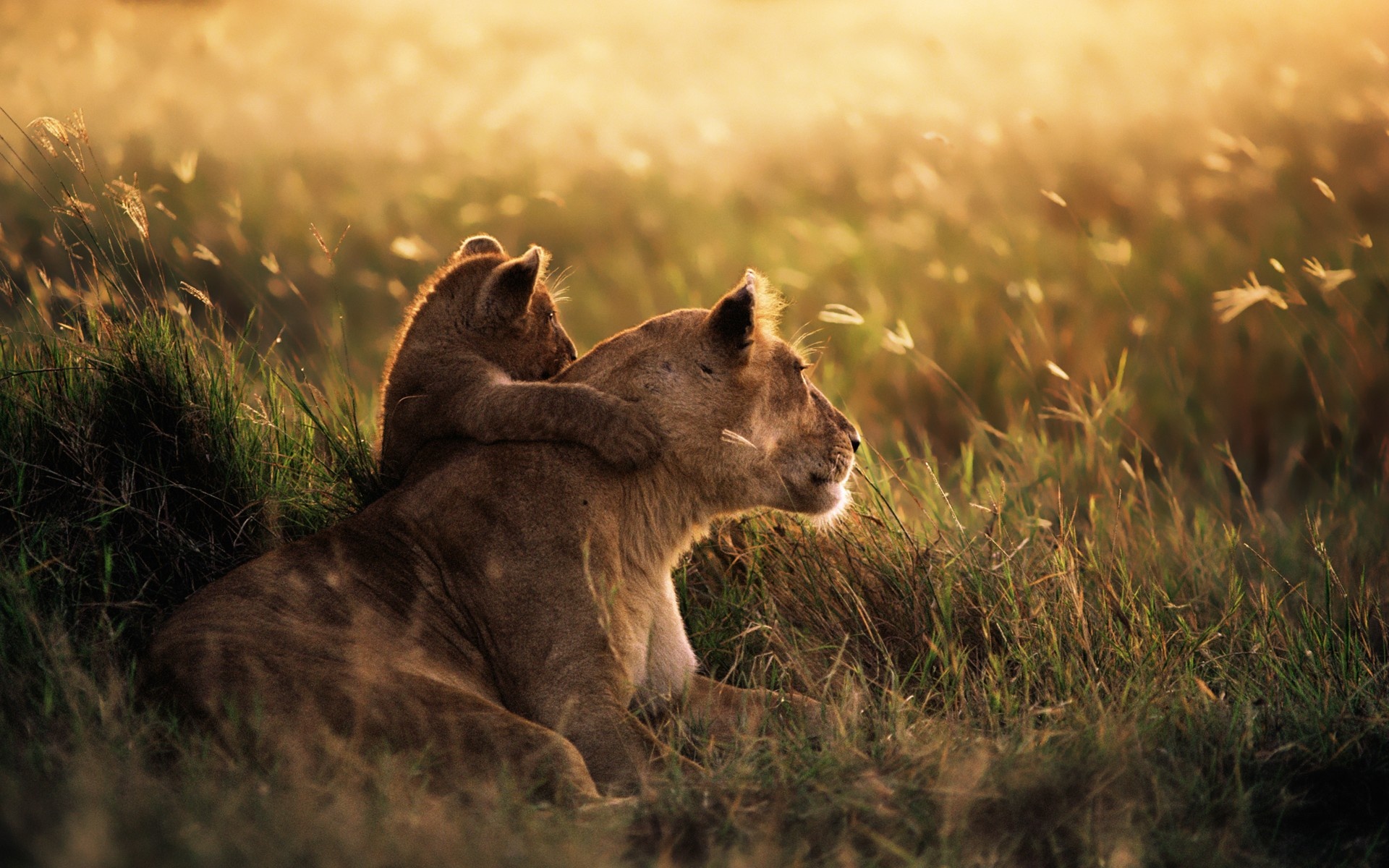 Ngorongoro Crater, African wildlife, Stunning natural beauty, UNESCO World Heritage, 1920x1200 HD Desktop