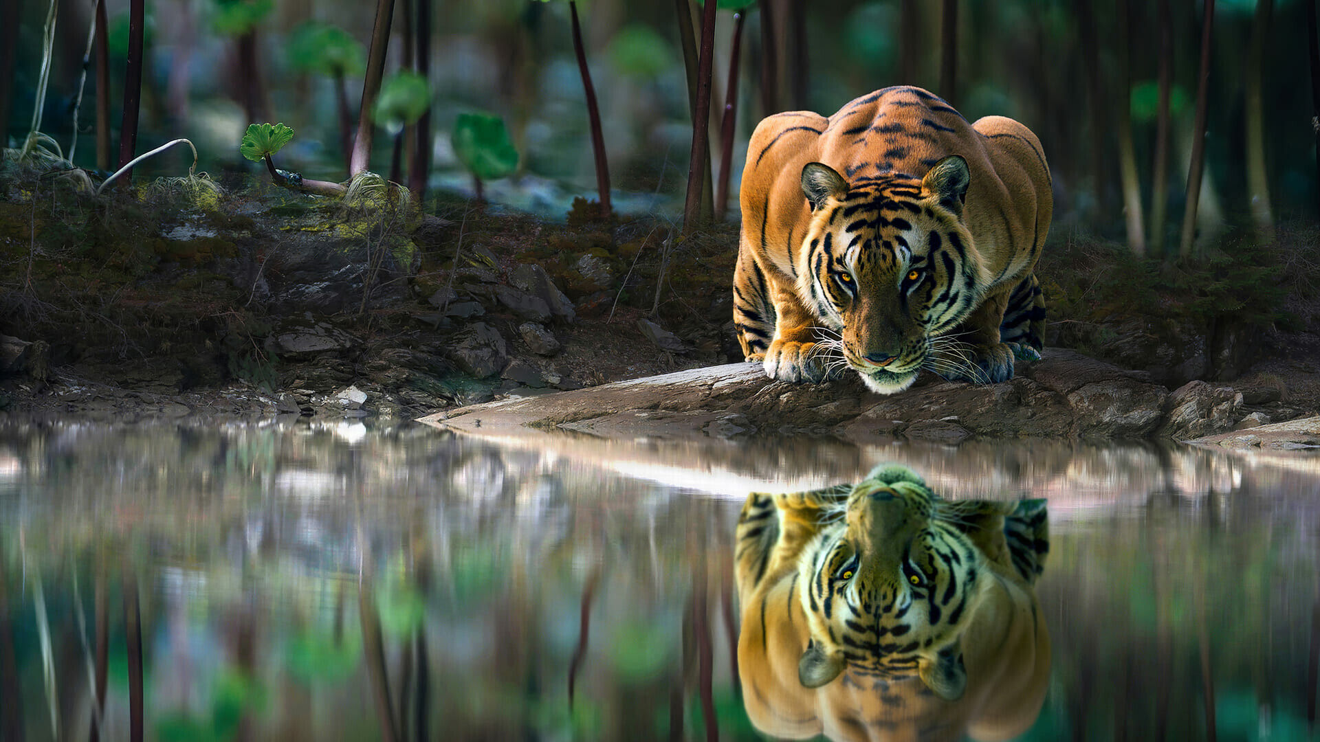 Wild tiger habitat, Captivating tiger close-ups, 1920x1080 Full HD Desktop