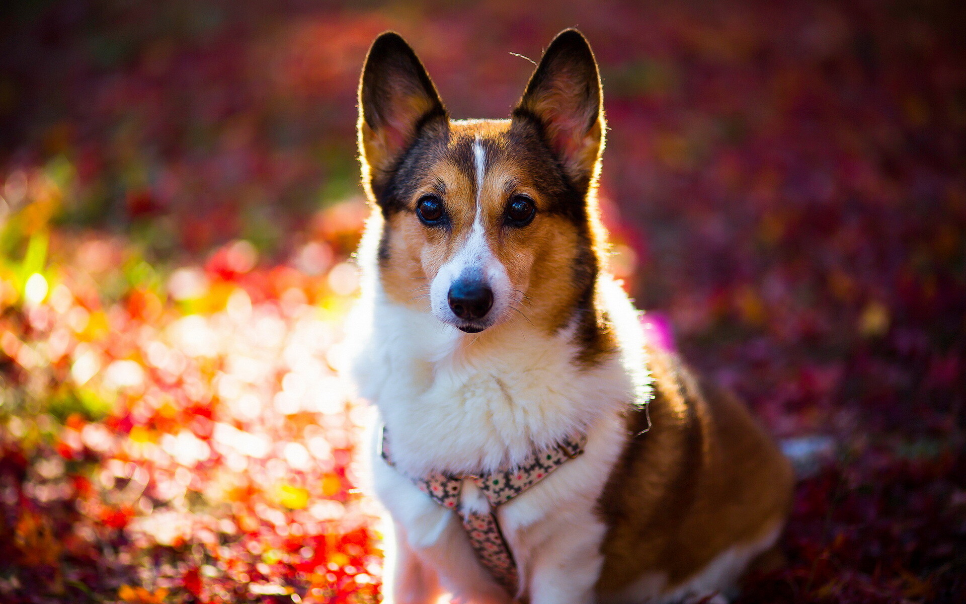 Corgi dog, Adorable wallpaper, High resolution, 1920x1200 HD Desktop