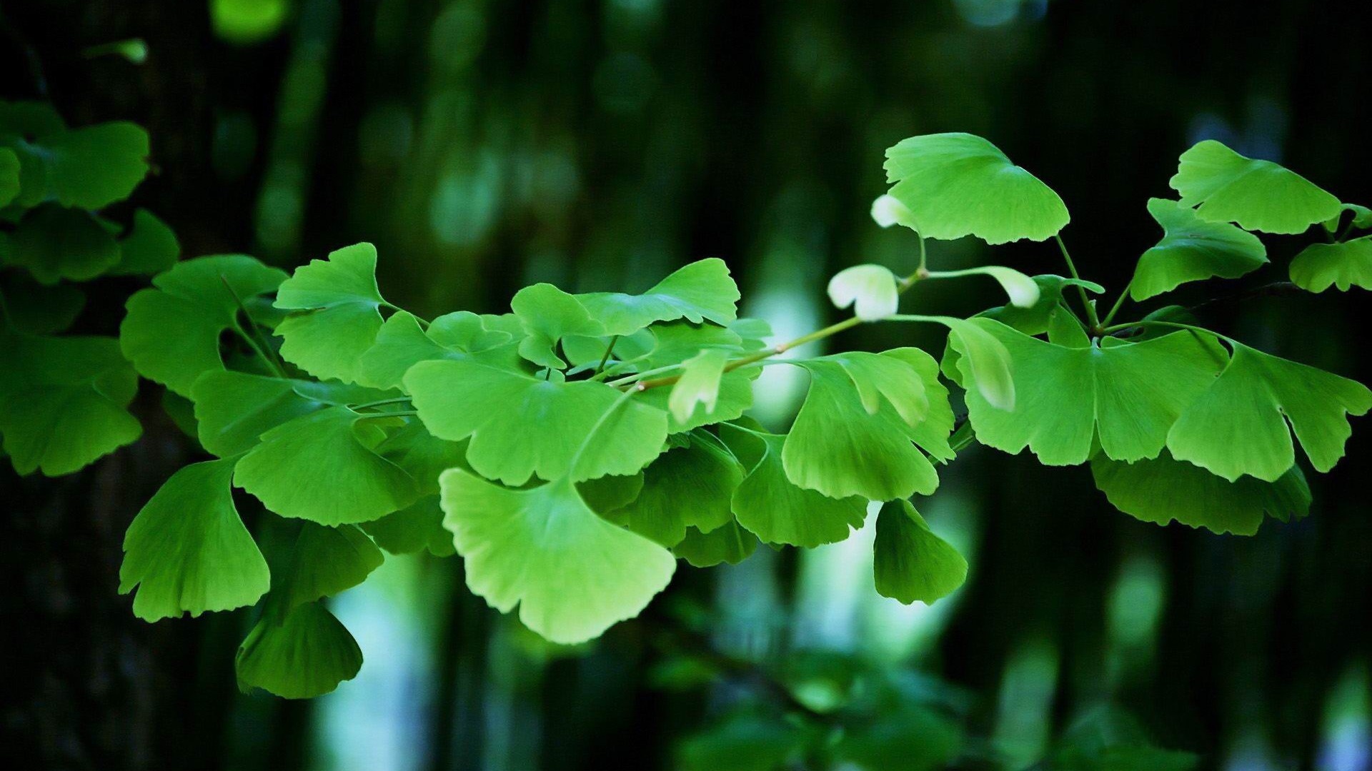 Ginkgo Biloba, Iconic leaves, KDE store, Digital art, 1920x1080 Full HD Desktop