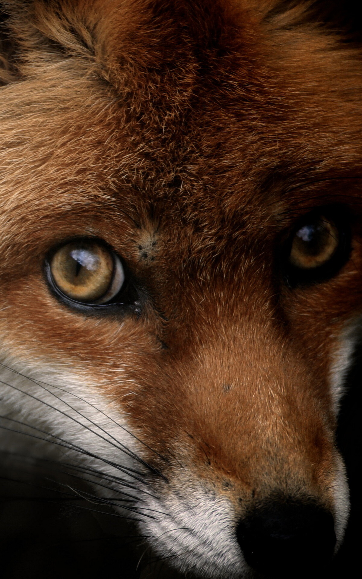 Fox, National Geographic Wallpaper, 1200x1920 HD Phone