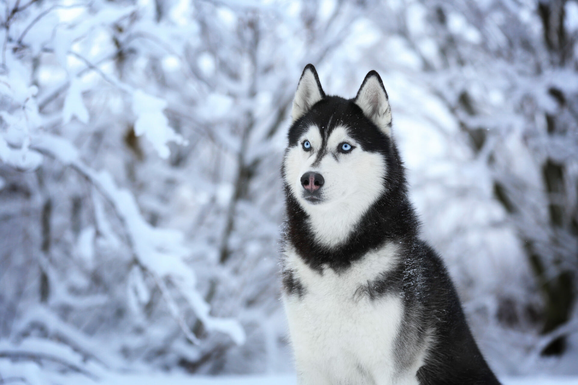 Siberian Husky, Amazing wallpapers, Stunning visuals, Majestic husky, 1920x1280 HD Desktop