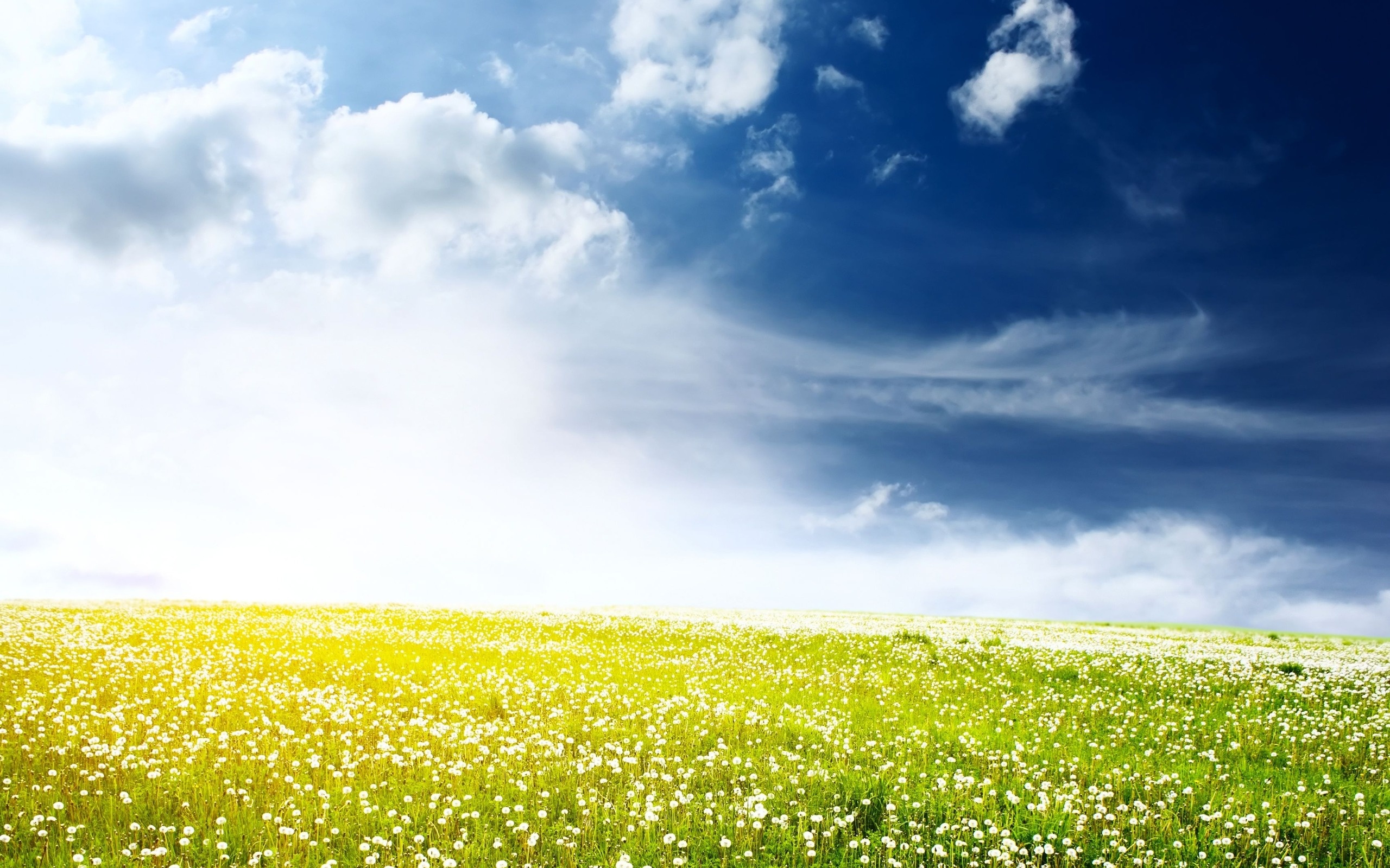 Dandelions, Grass and Sky Wallpaper, 2560x1600 HD Desktop