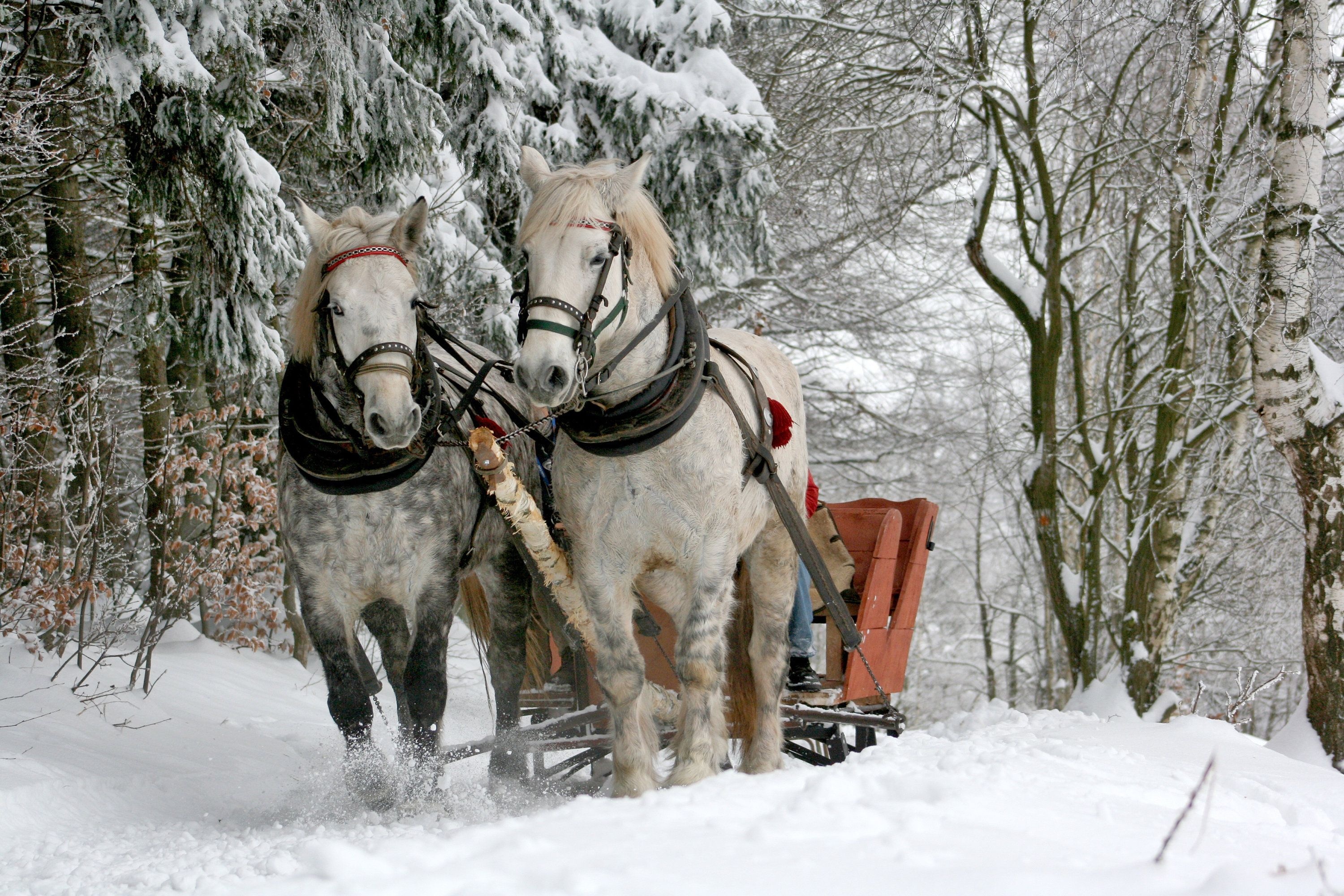 Winter sleigh ride, Horses in the Snow Wallpaper, 3000x2000 HD Desktop