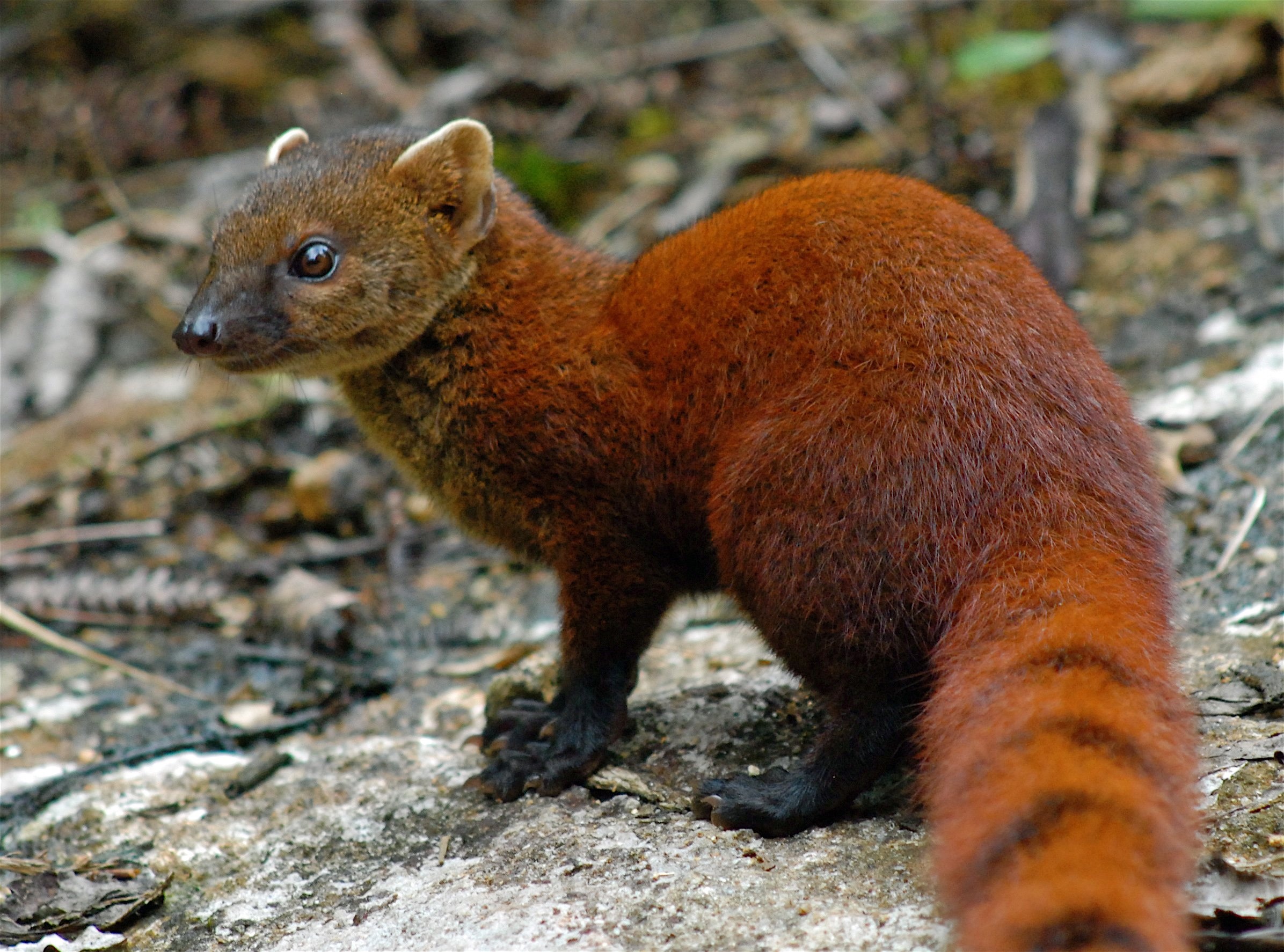 Mongoose, Herpestidae family, Feline rival, Wildlife majesty, 2400x1780 HD Desktop