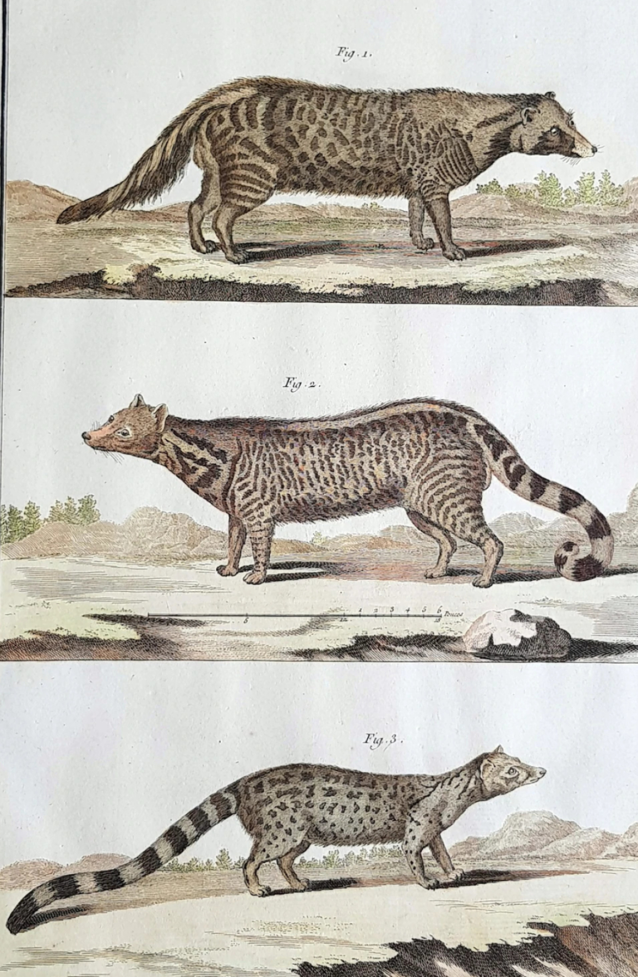 Comte de Buffon's print, Classical image, Civet genet zib, Vintage art, 1310x2000 HD Phone