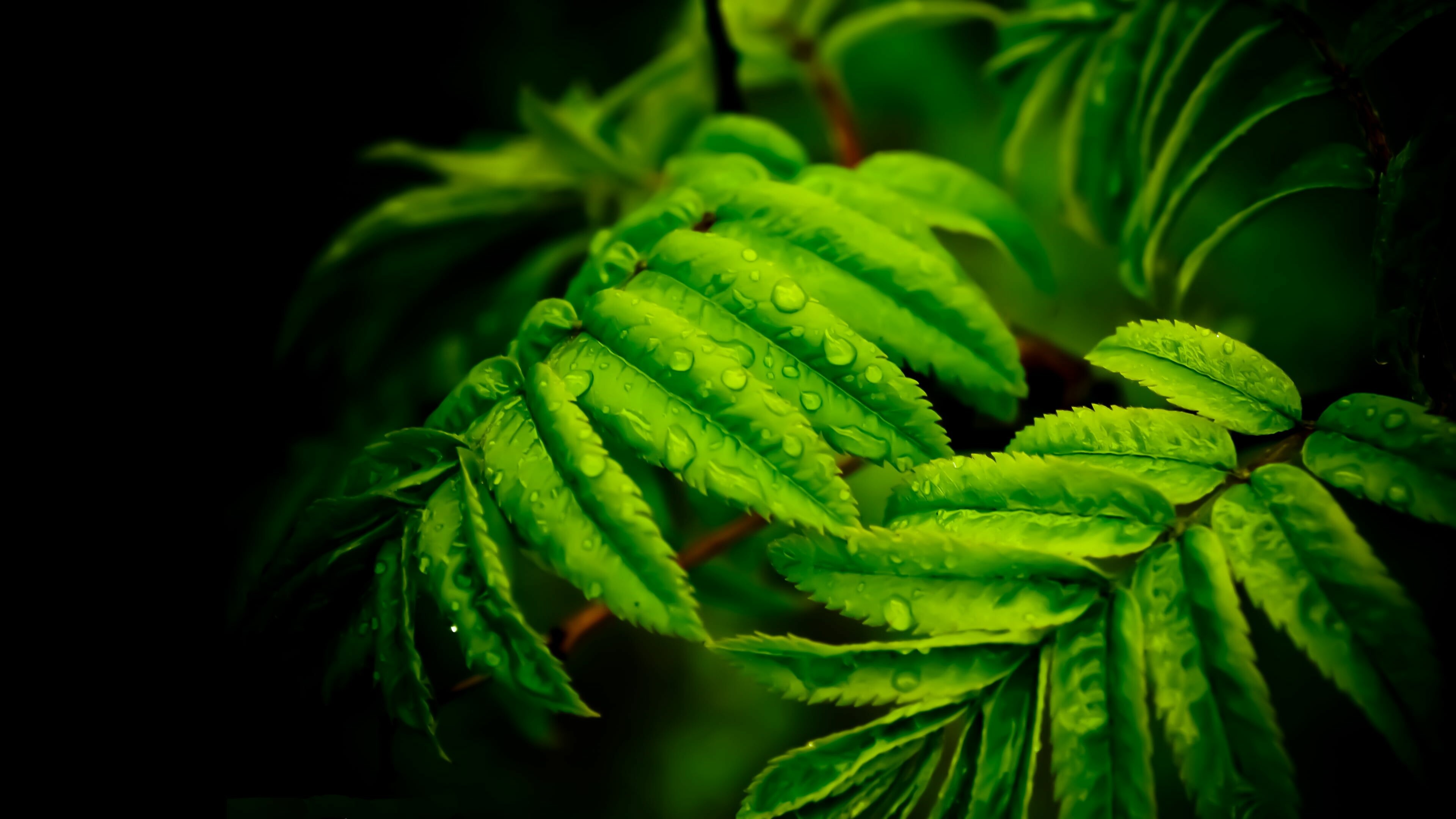 Green leaves drops water, Beautiful nature, 4K Ultra HD wallpaper, Desktop, 3840x2160 4K Desktop