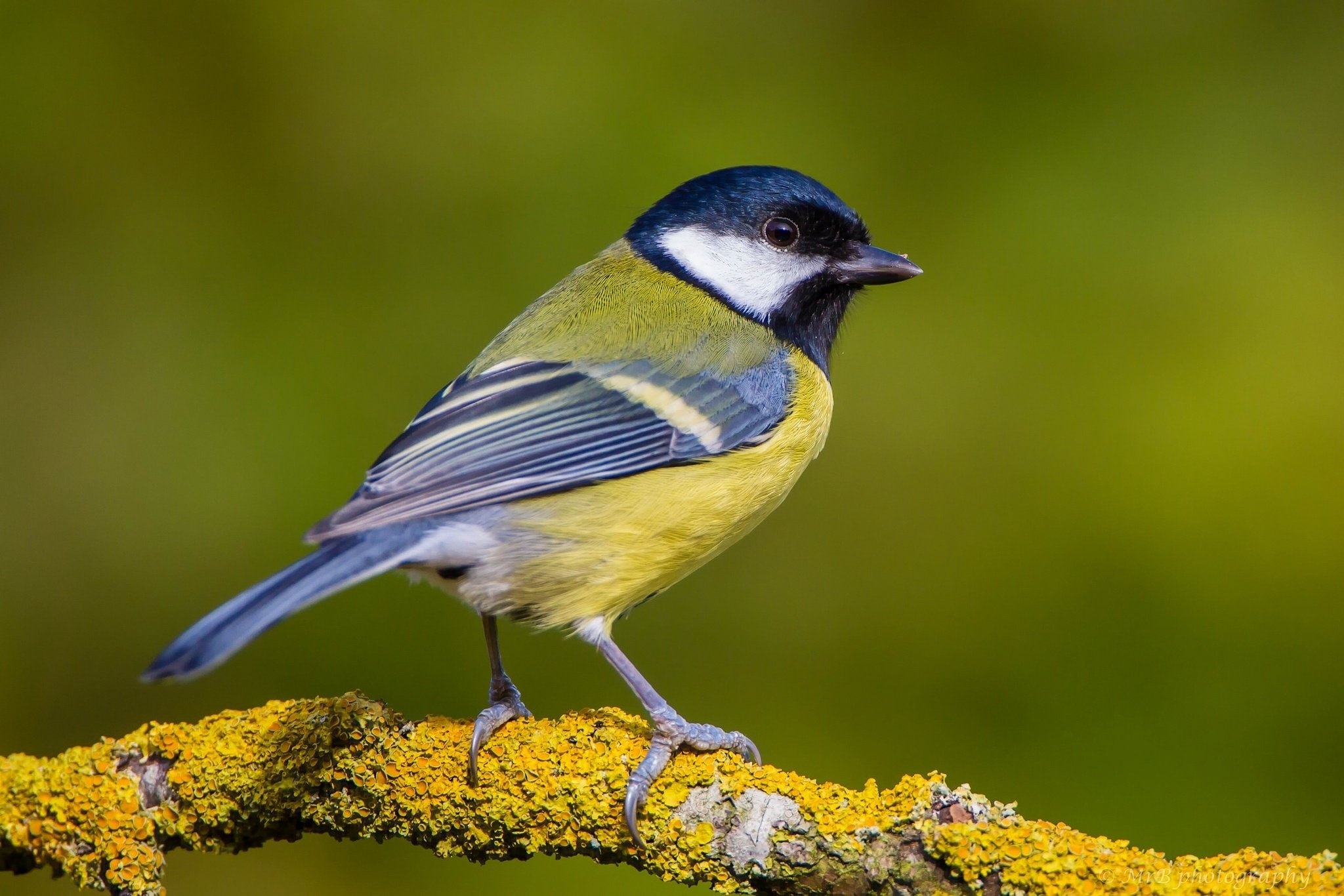 Tit Bird Branch Wallpaper, Nature's Enclave, Serene Background, Tree Dwelling, 2050x1370 HD Desktop