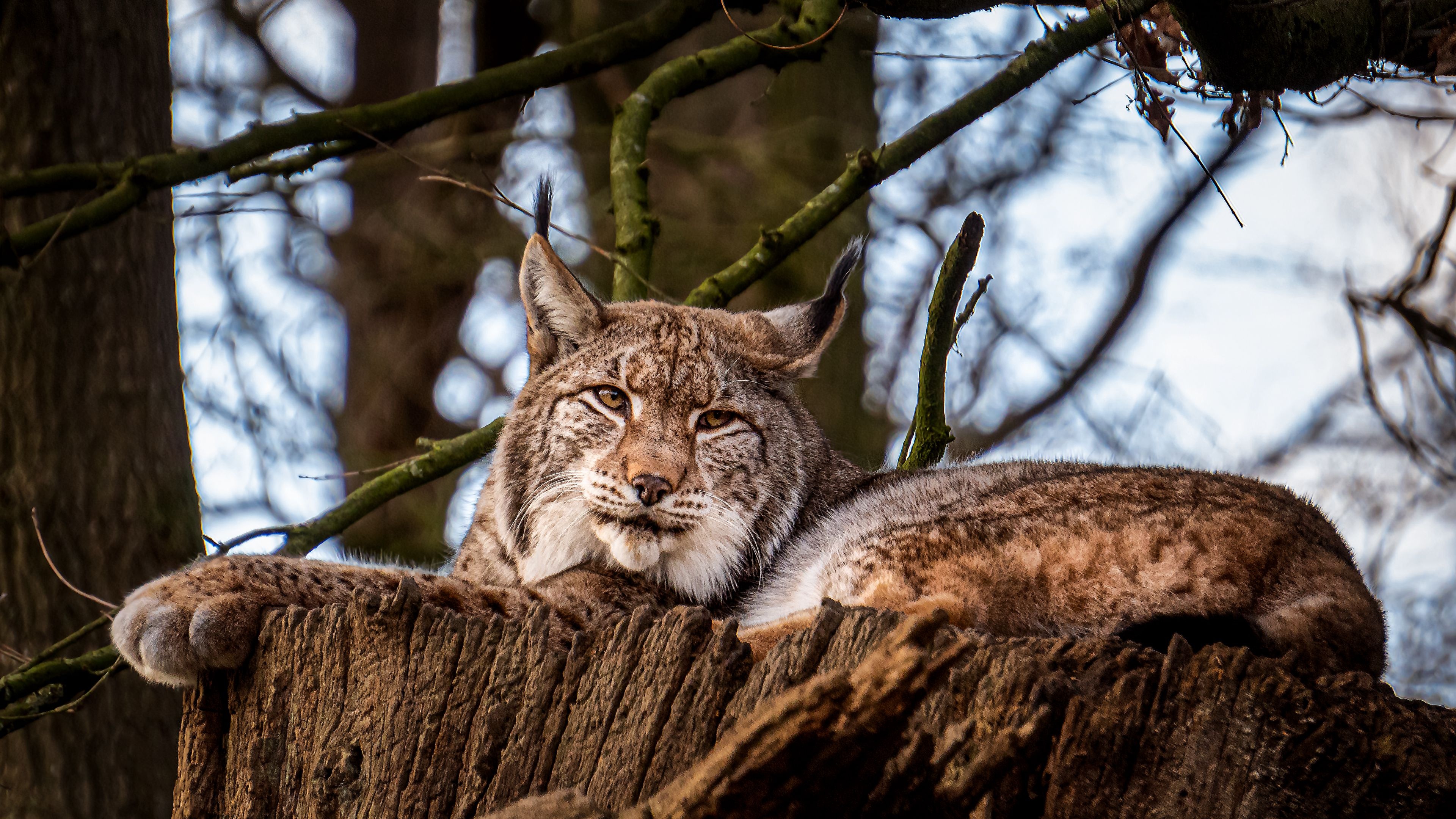 The Eurasian, Bobcat (Red Lynx) Wallpaper, 3840x2160 4K Desktop