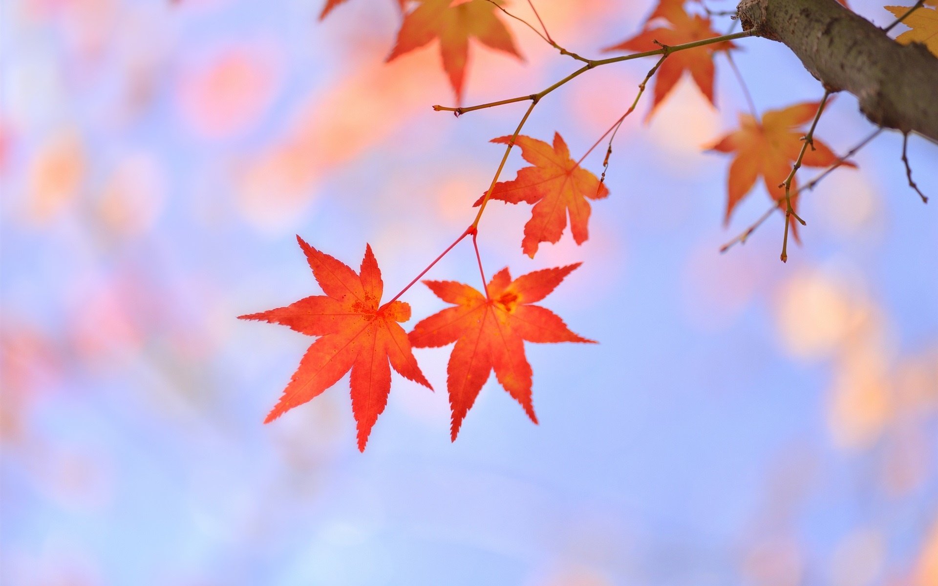 Tree branch, Red maple, Japanese beauty, Nature's wonder, 1920x1200 HD Desktop