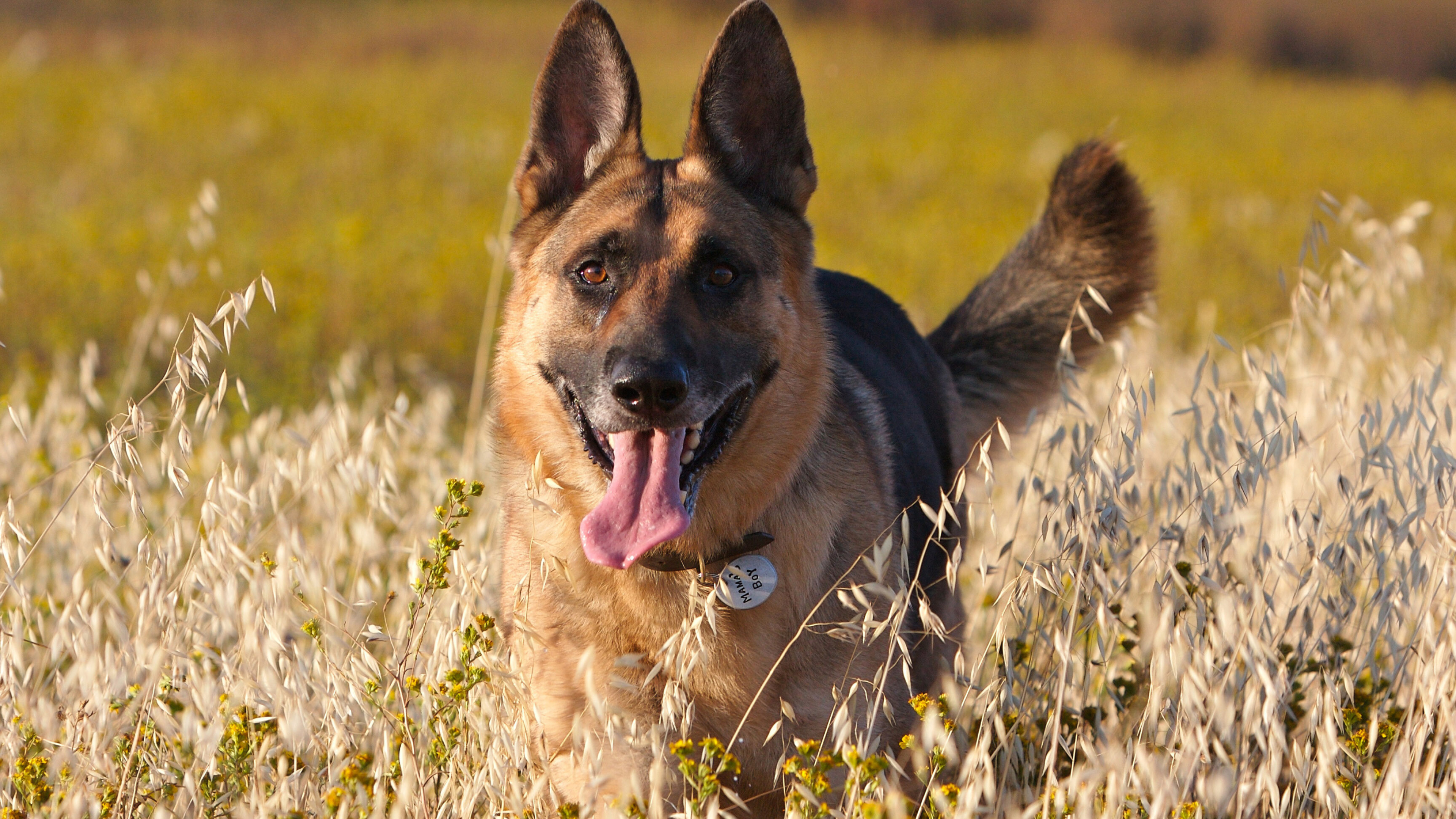 German Shepherd, Playful expression, Tongue out, Adorable pet, 3840x2160 4K Desktop