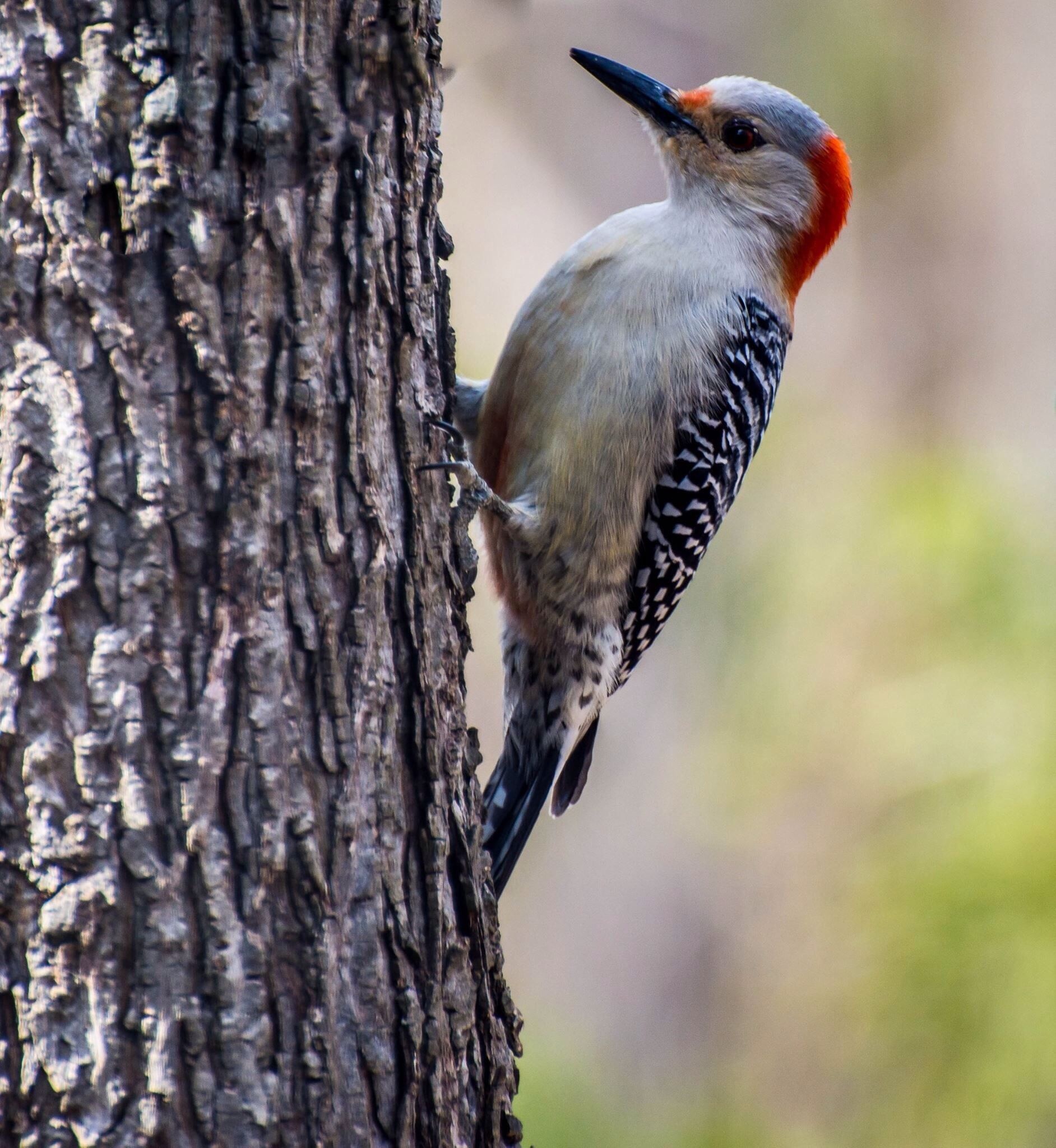 The red-bellied, Woodpecker Wallpaper, 1890x2050 HD Phone