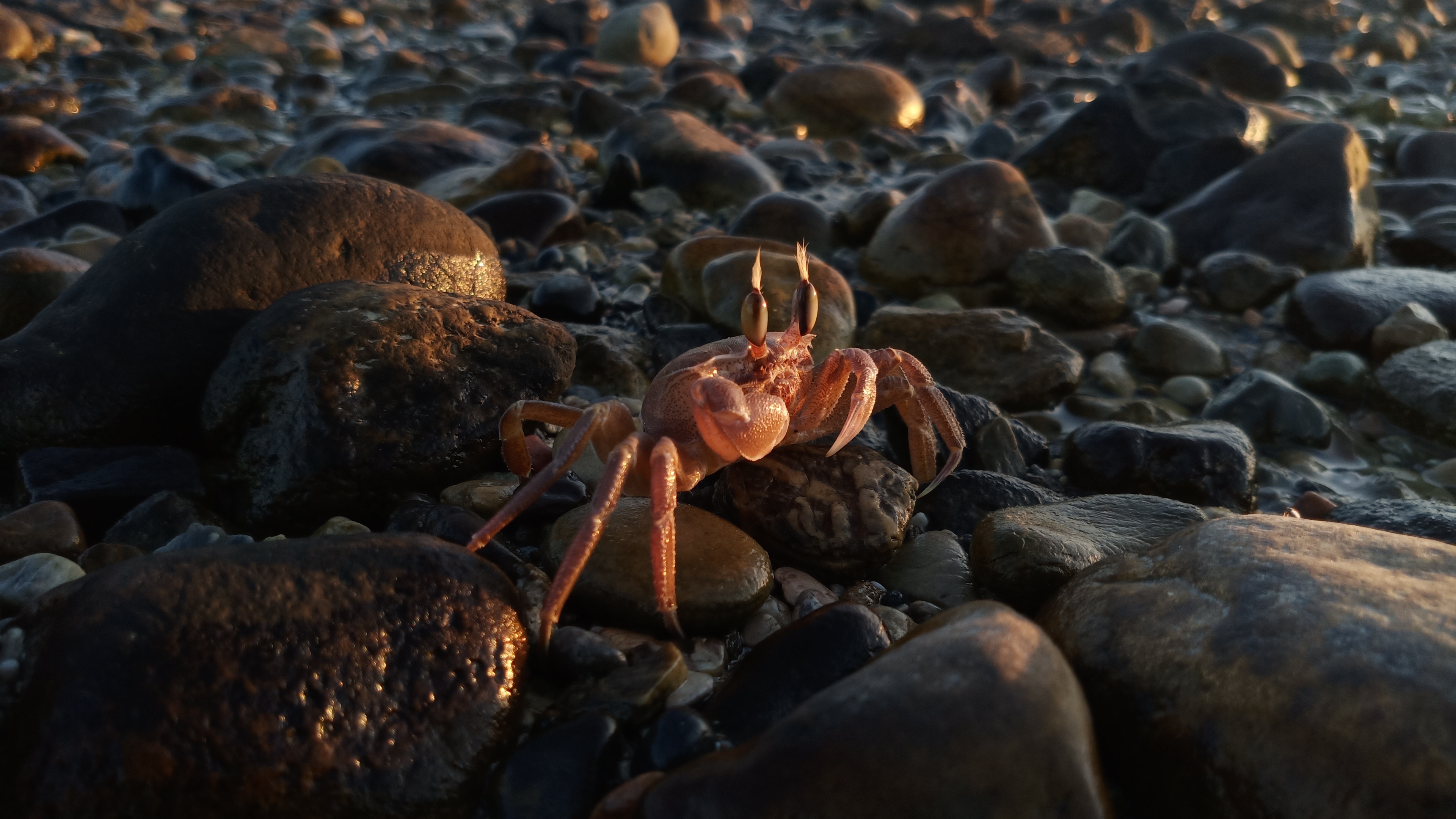 Crab, Red and gold crab, Rock selective focus, Photography, 3840x2160 4K Desktop