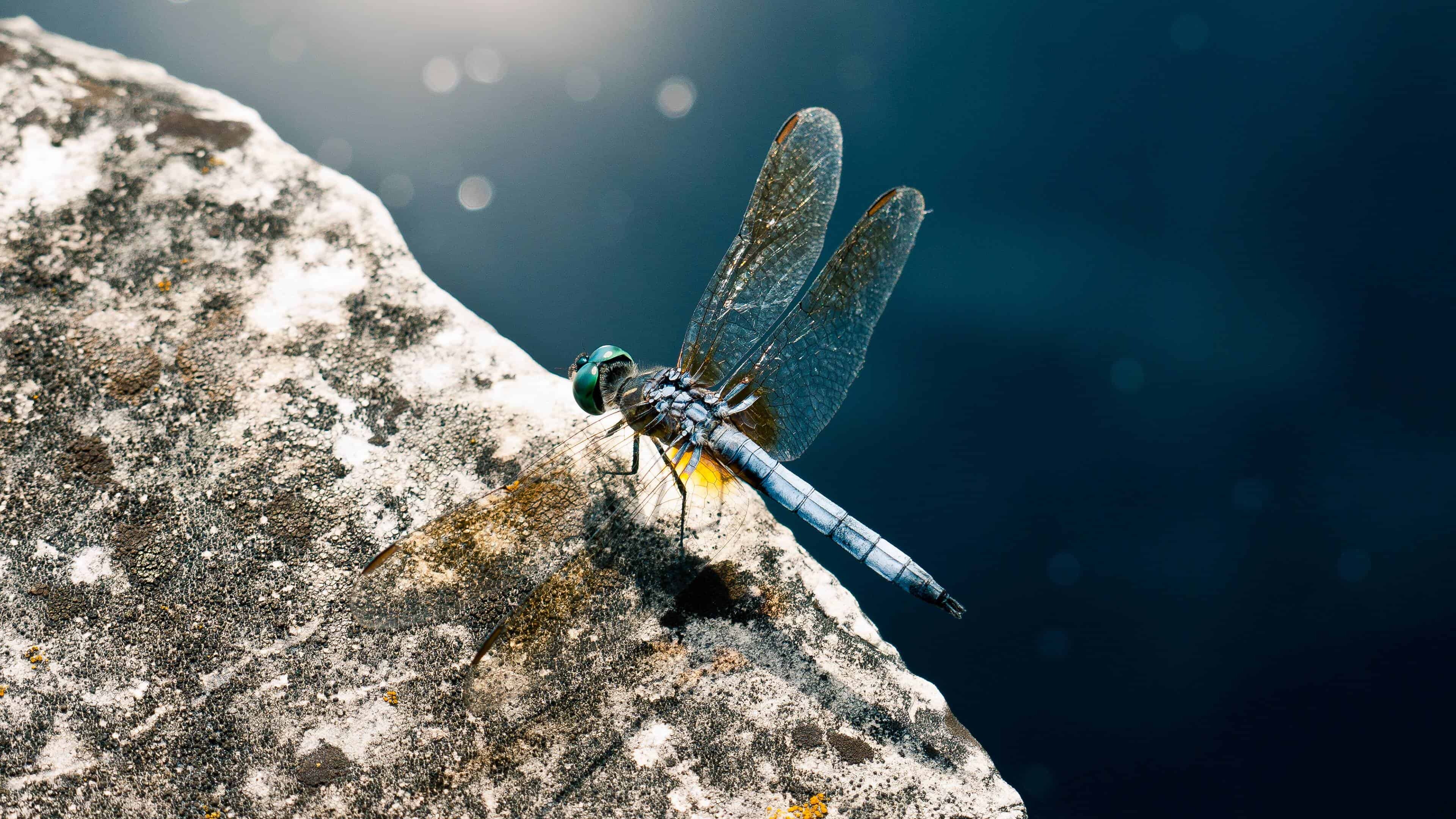 Green darner, Dragonflies Wallpaper, 3840x2160 4K Desktop