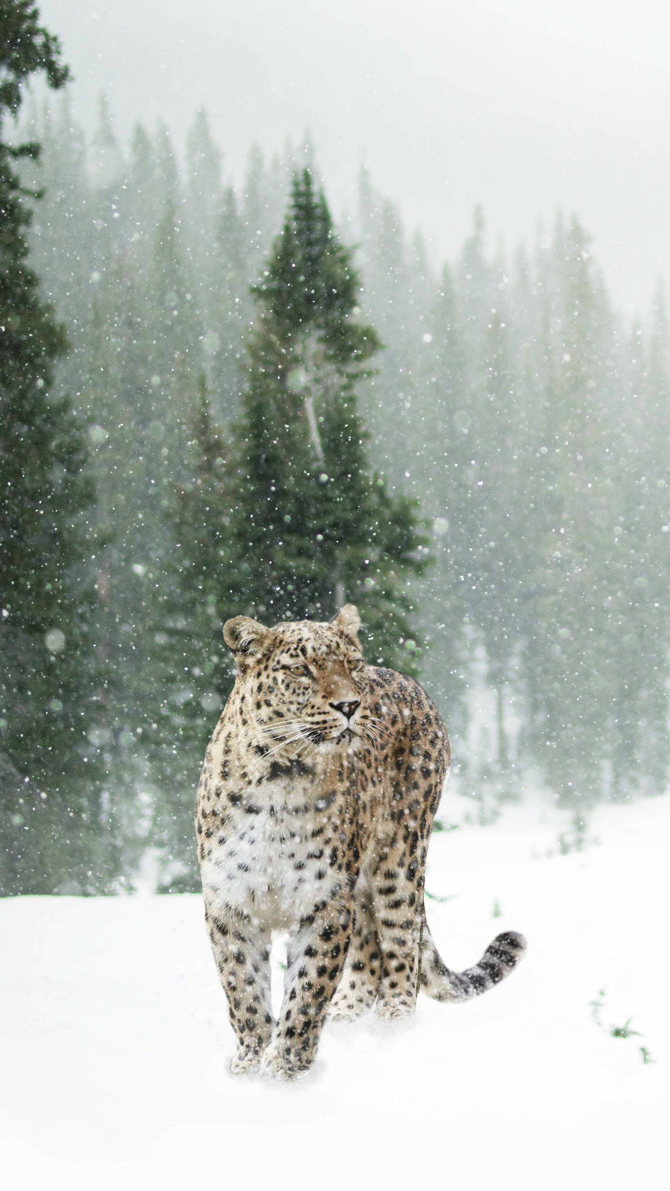 The Persian, Snow Leopards Wallpaper, 2160x3840 4K Phone