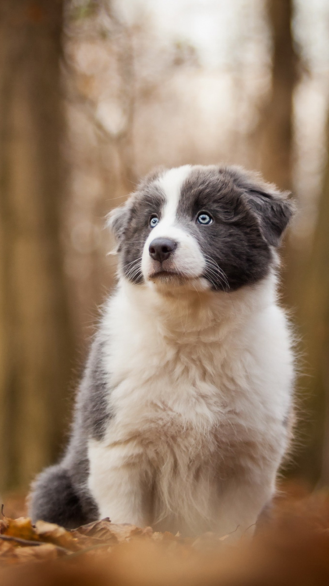 Border Collie puppy, Woods leaves, HD wallpaper, Dog, 1080x1920 Full HD Phone