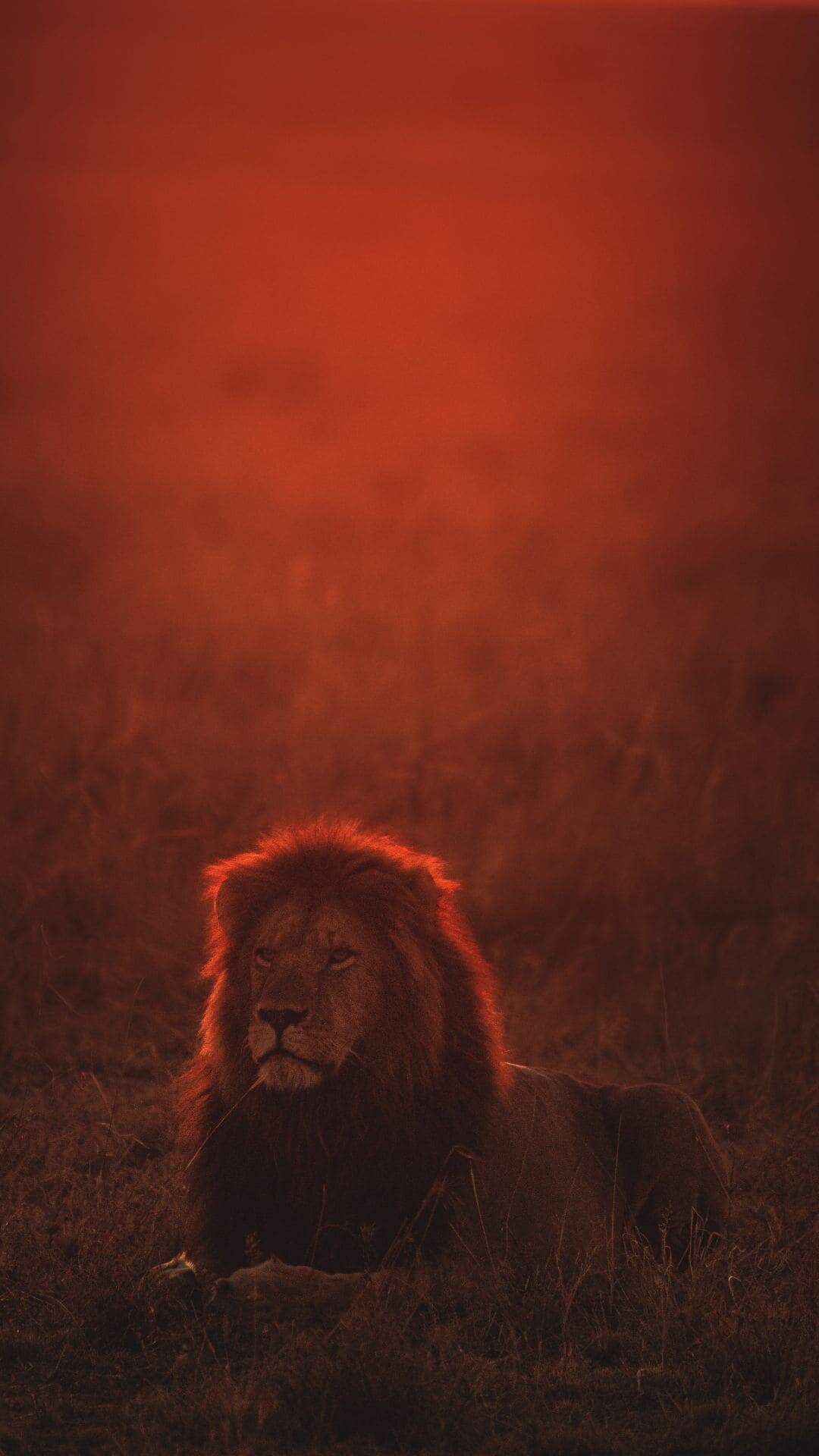 Lion iPhone wallpapers, Top quality, Impressive imagery, Exquisite design, 1080x1920 Full HD Phone