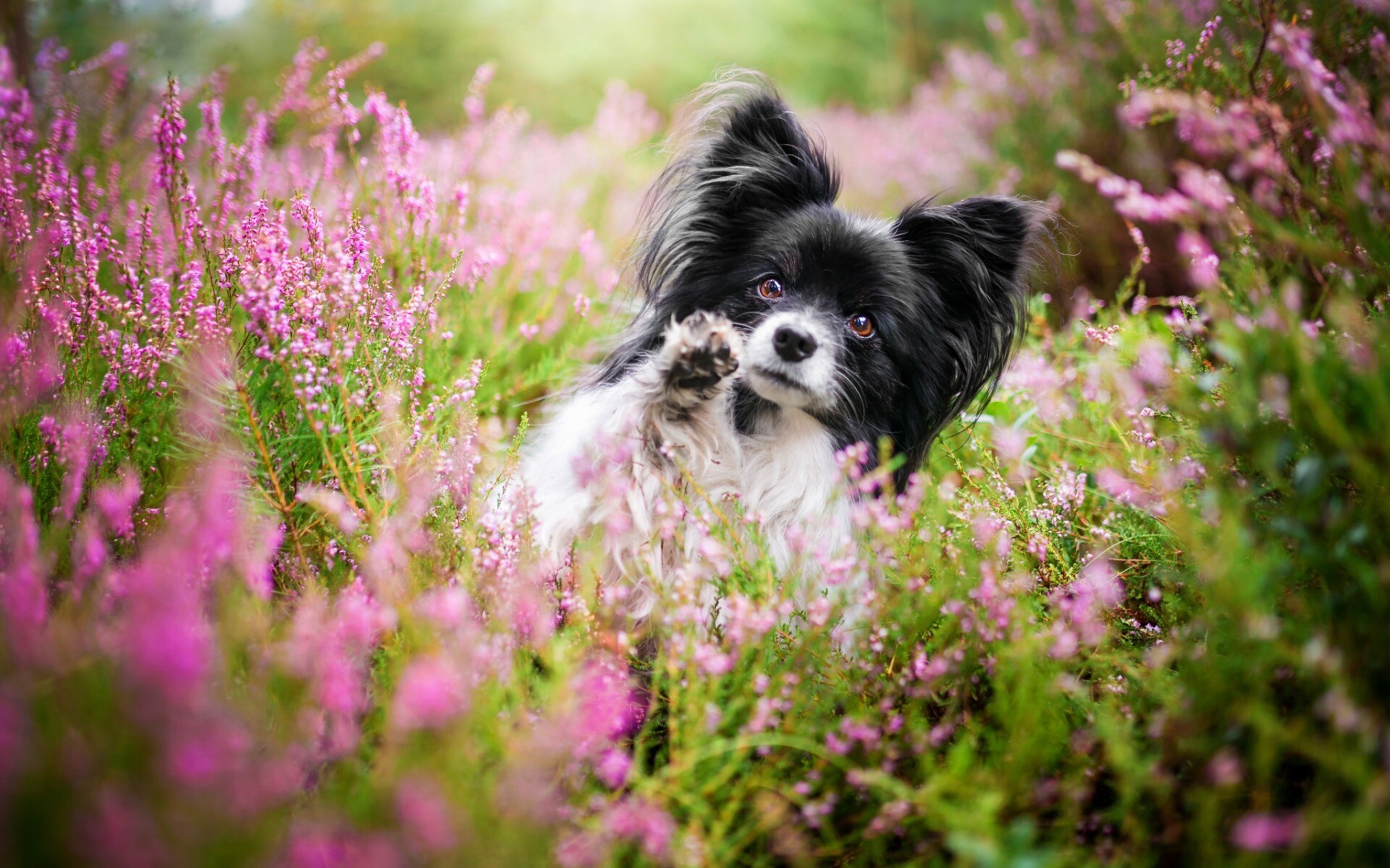 Wildflowers, Papillon Dog Wallpaper, 1920x1200 HD Desktop