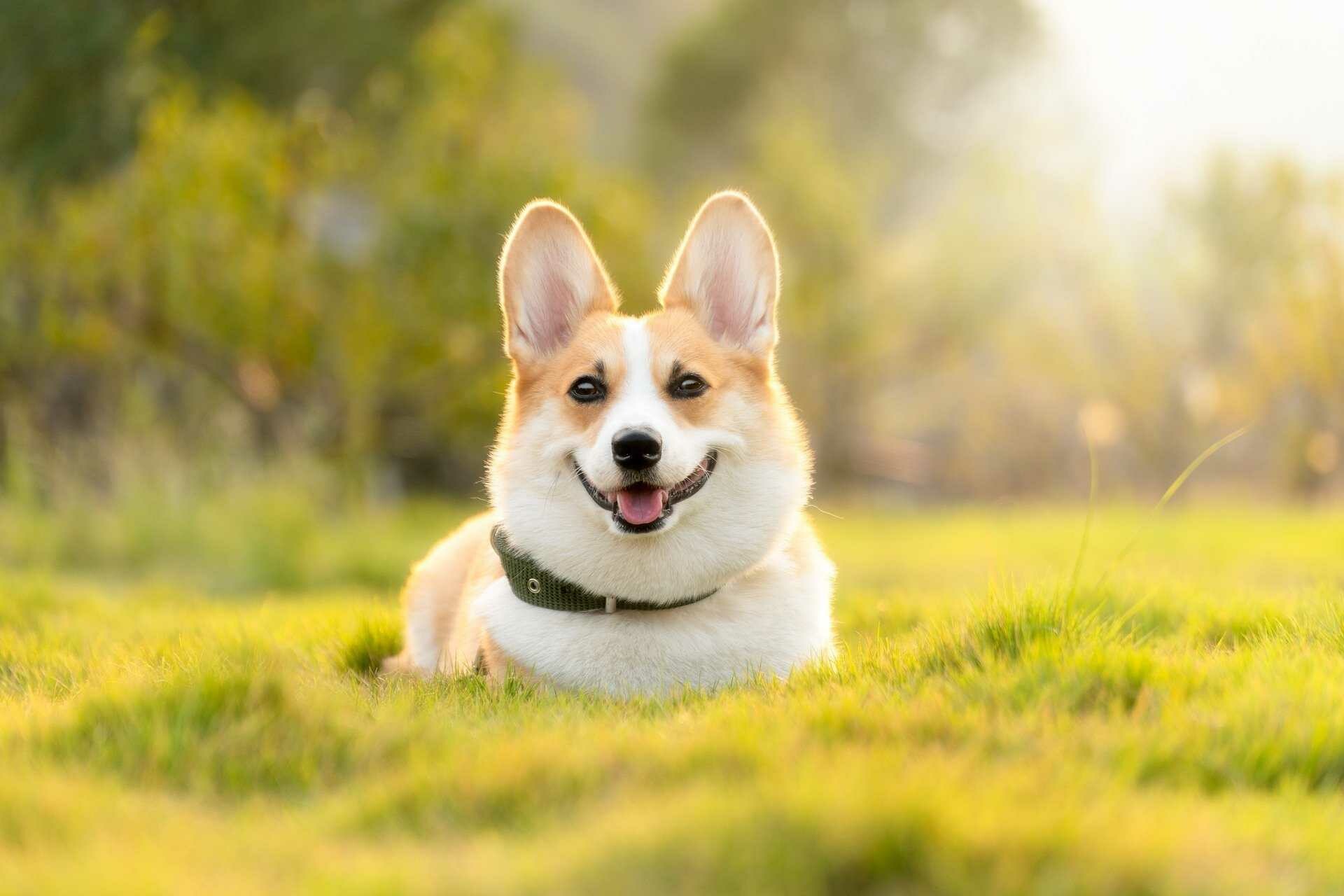 Corgi facts, Uncommon canine knowledge, 1920x1280 HD Desktop