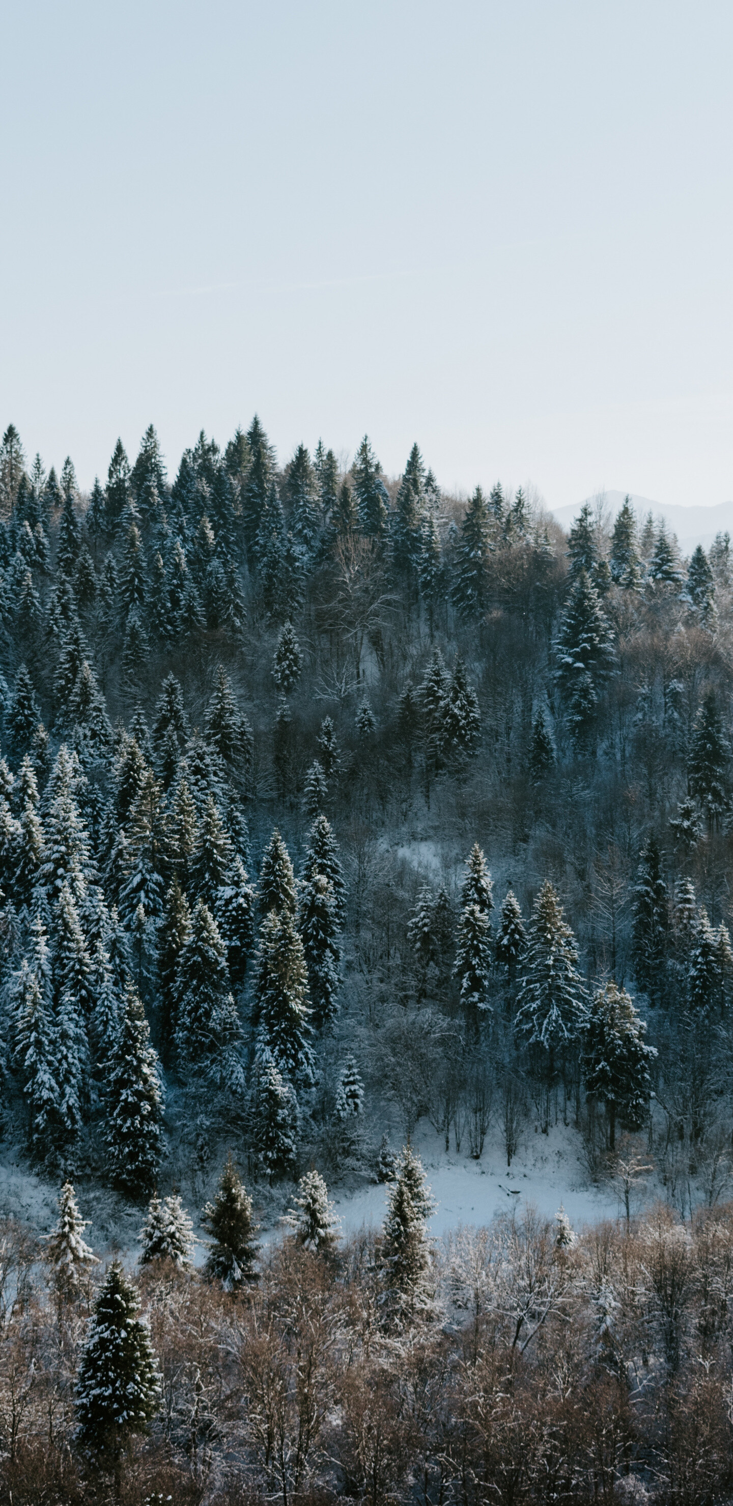 Pine trees winter, Nature forest wallpaper, Snowy beauty, Serene atmosphere, 1440x2960 HD Phone