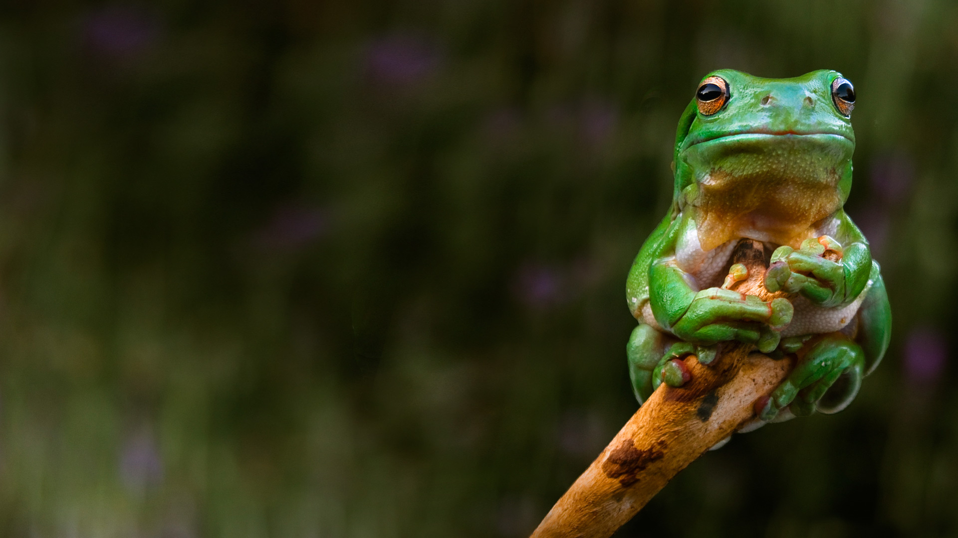 Frog wallpaper, Animal background, Nature-themed, Wallpaper design, 1920x1080 Full HD Desktop