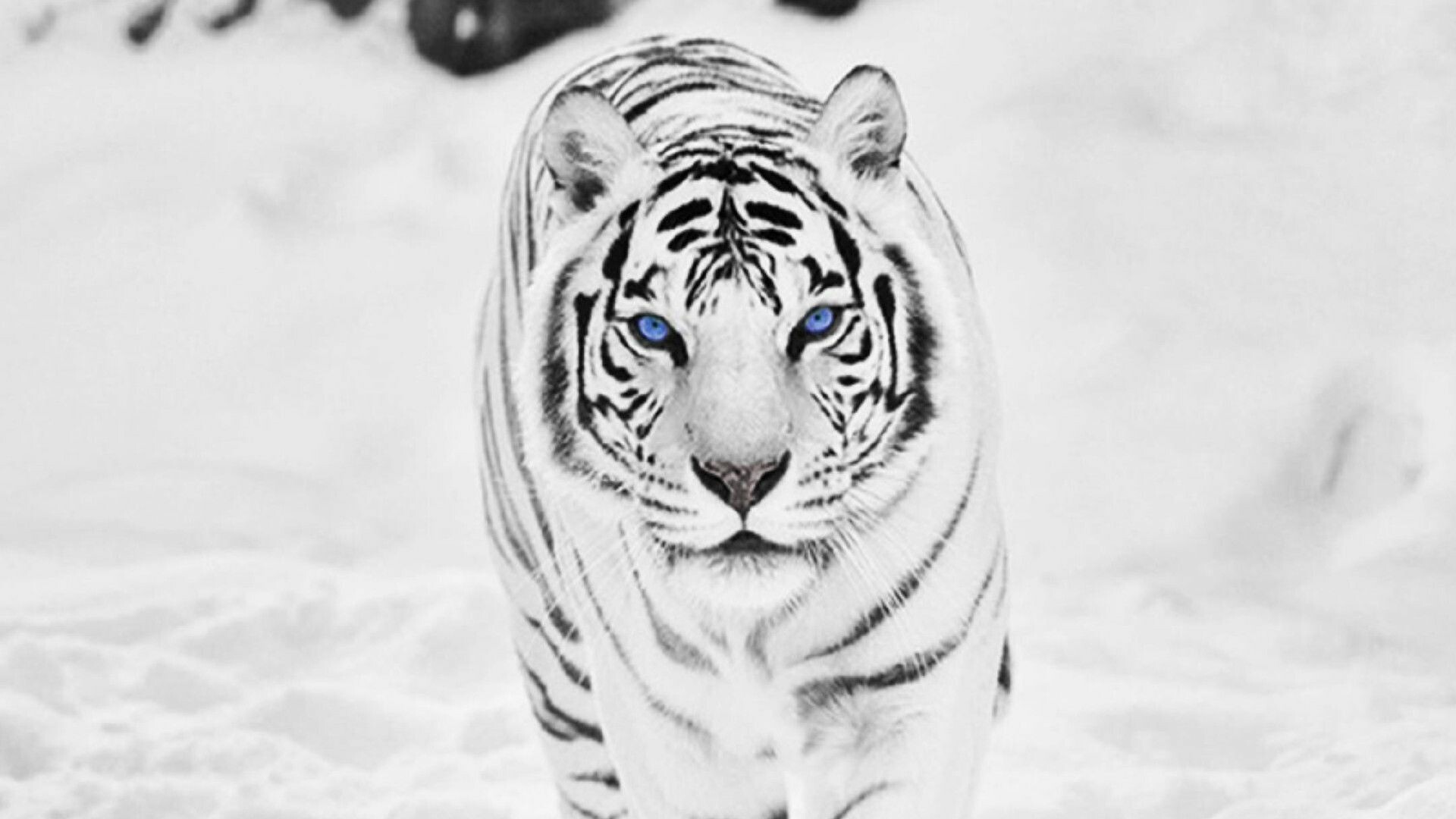 Snowy tiger, 4K HD wallpapers, Winter wonderland, Majestic grace, 1920x1080 Full HD Desktop