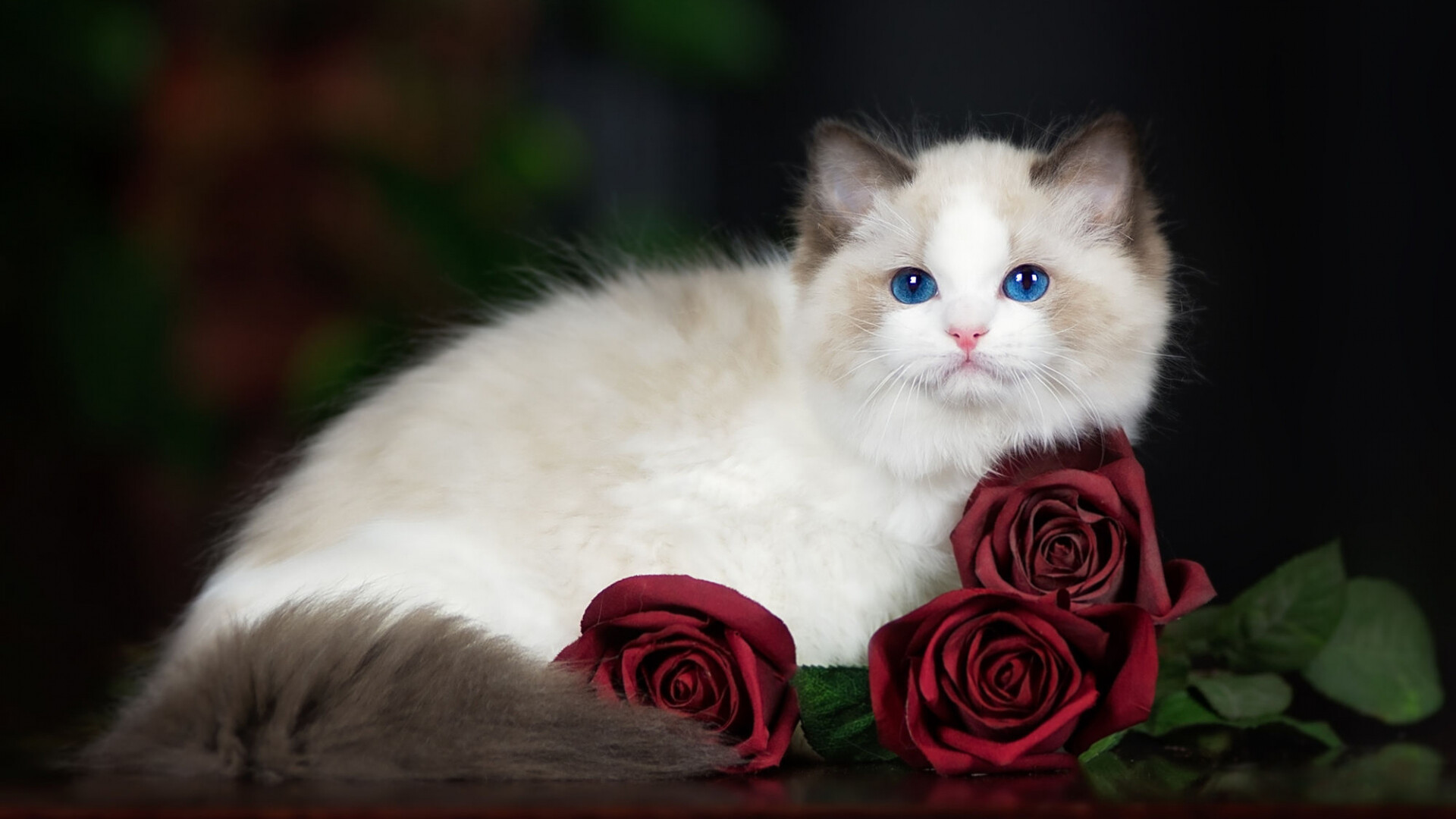 Ragdoll cat, Romantic symbolism, Delicate beauty, Flowered backdrop, 1920x1080 Full HD Desktop