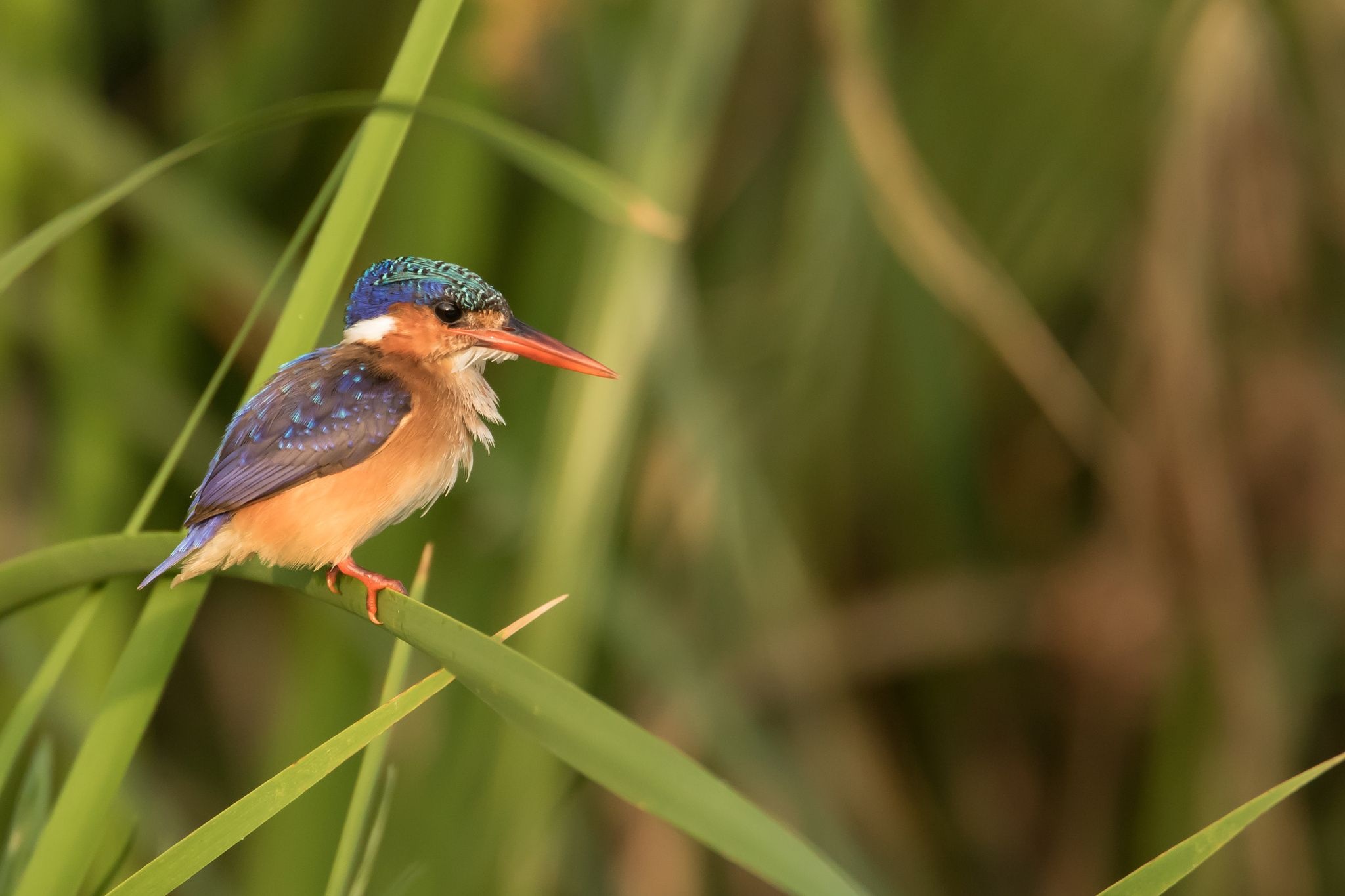 Kingfisher, Malchite kingfisher, Resplendent plumage, Tropical bird, 2050x1370 HD Desktop