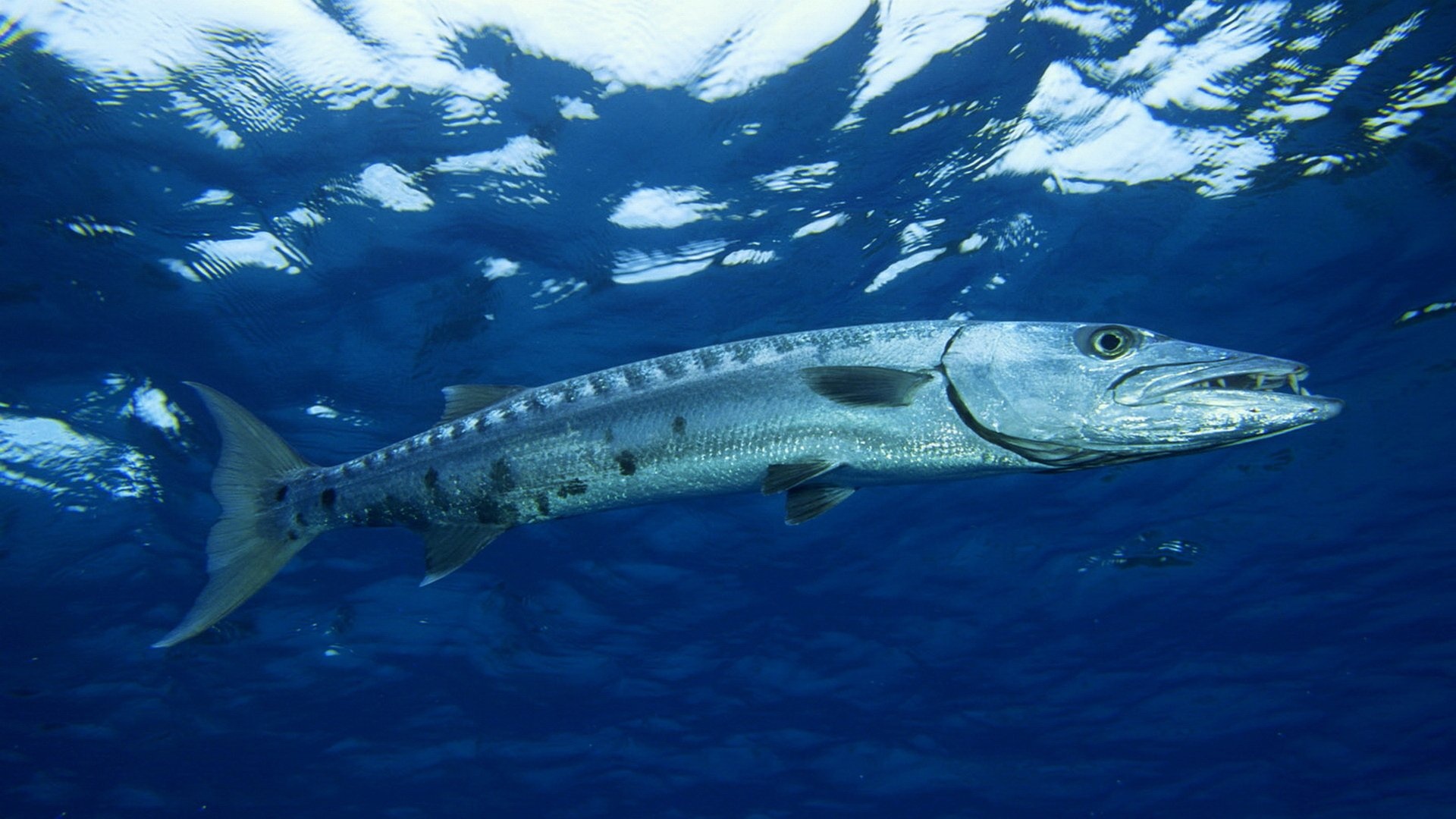 Barracuda animal, Wallpaper posted, Michelle Simpson, Aquatic predator, 1920x1080 Full HD Desktop