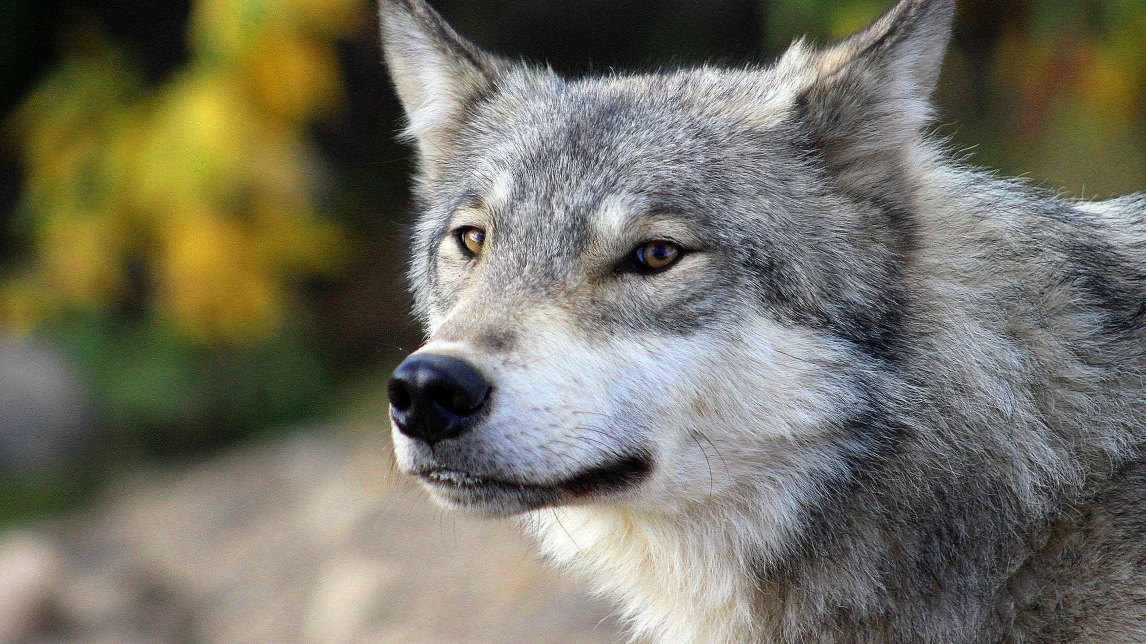 Gray Wolf, Wolf wallpapers, Majestic creatures, Portrait shots, 2350x1330 HD Desktop