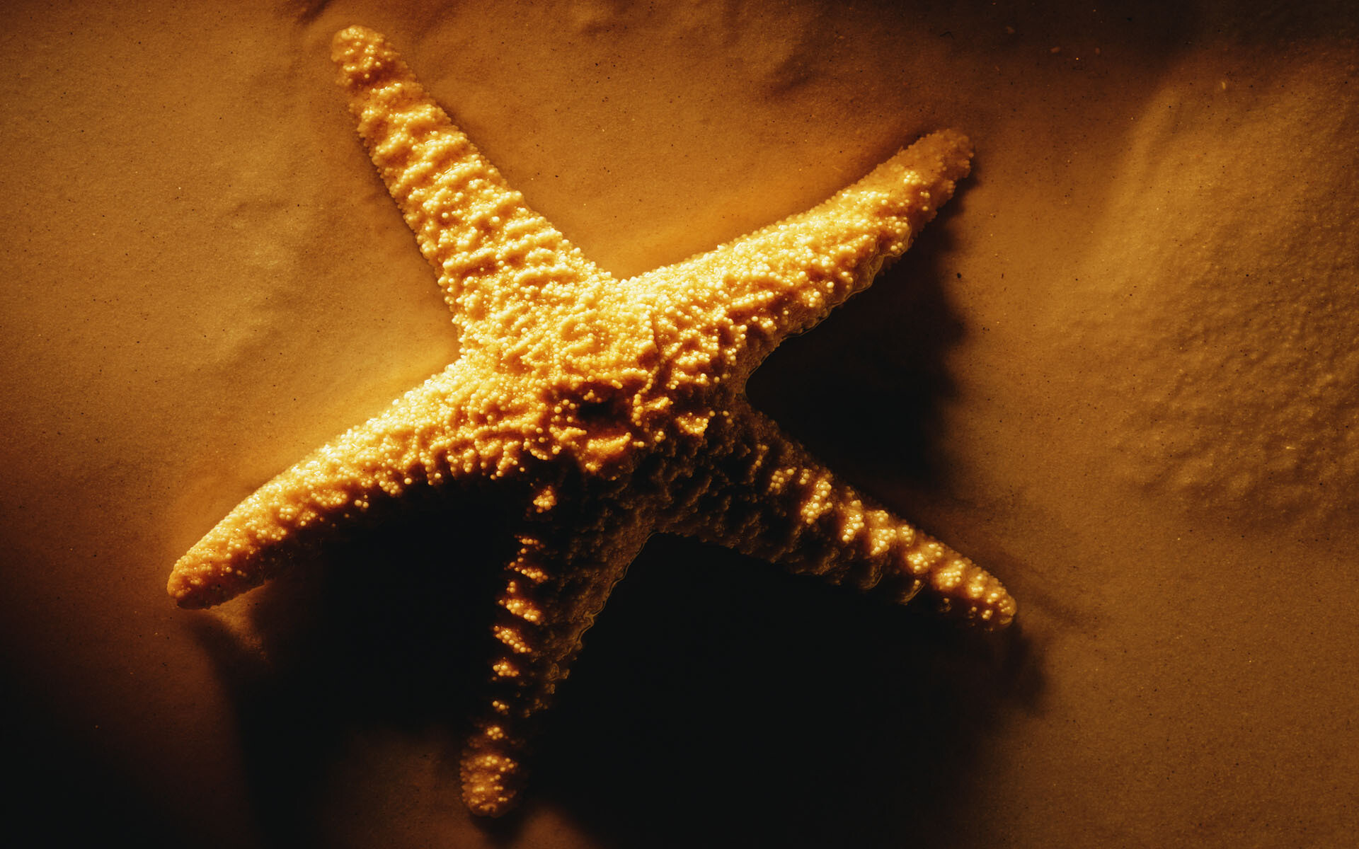 Starfish, Animals, 4K, HD, 1920x1200 HD Desktop