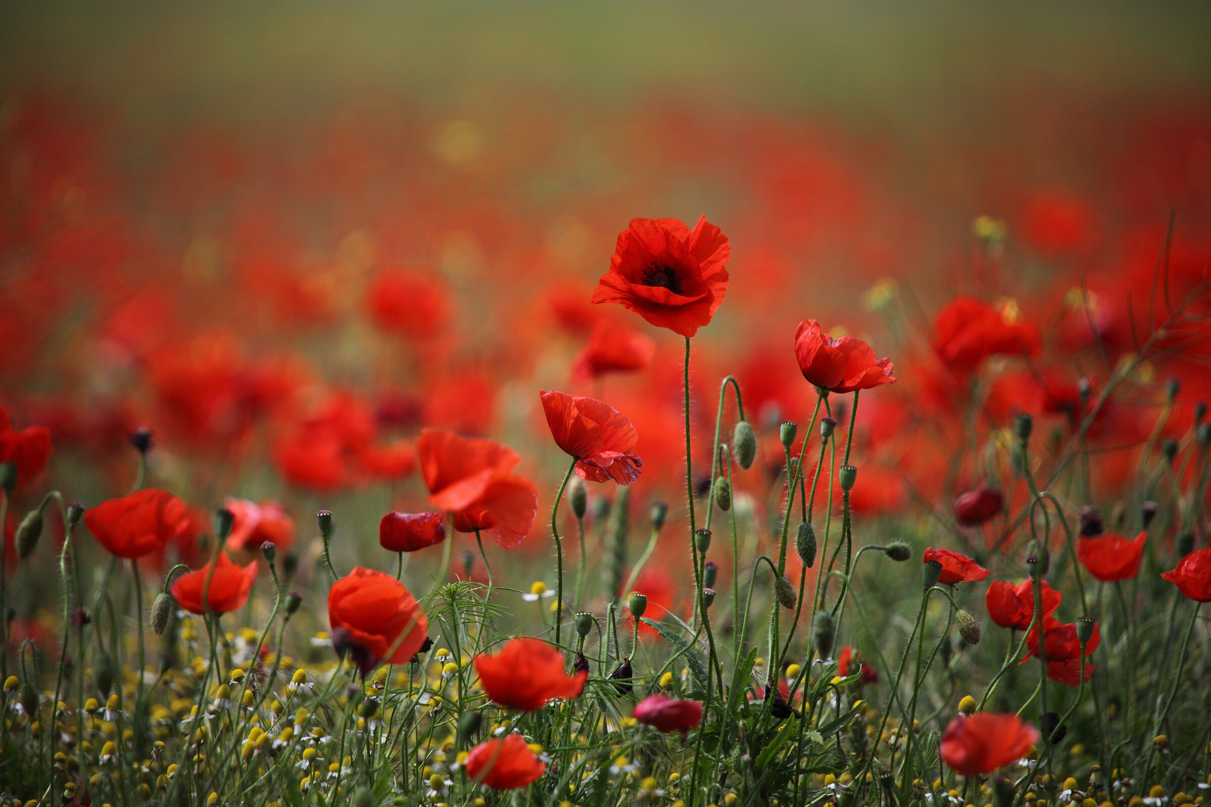 Poppy wallpaper HD, High-resolution image, Vibrant blossoms, Floral artwork, 2400x1600 HD Desktop