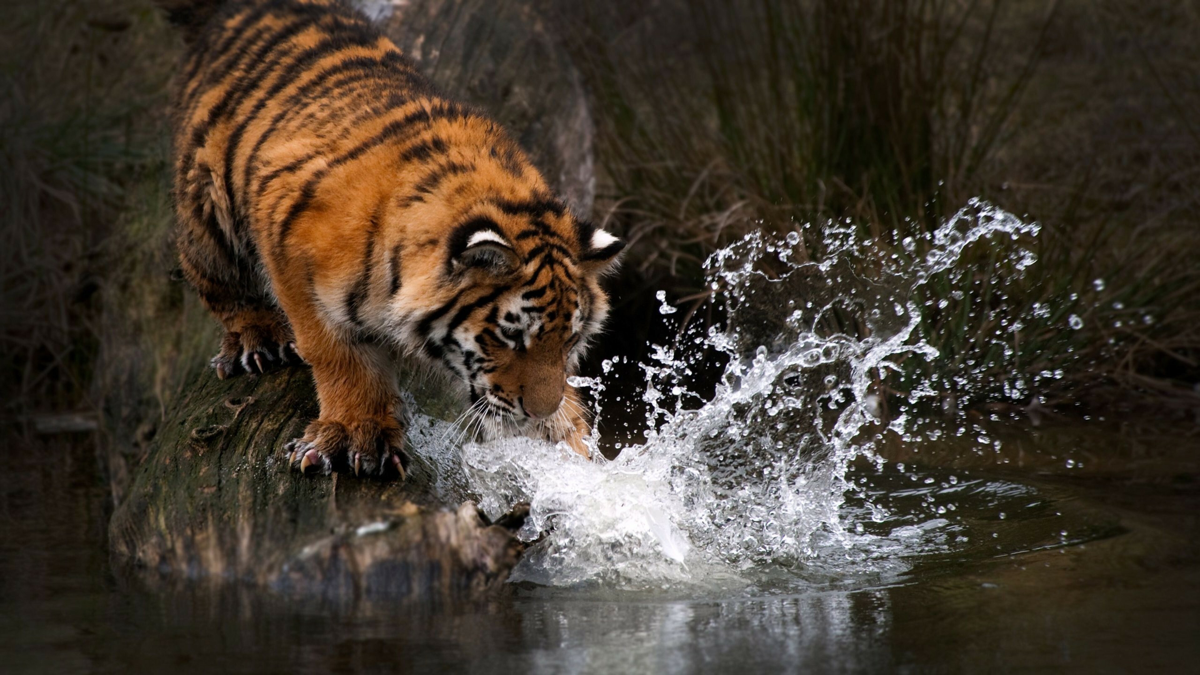 Tiger water, 1440p resolution, HD 4K wallpapers, Serene reflections, 3840x2160 4K Desktop